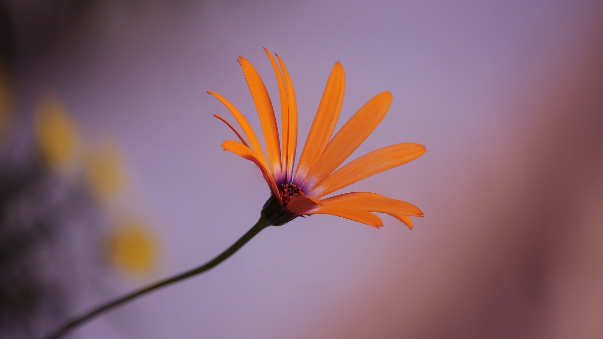 Обои природа, макро, цветок, лепестки, стебель, крупным планом, nature, macro, flower, petals, stem, closeup разрешение 2048x1436 Загрузить