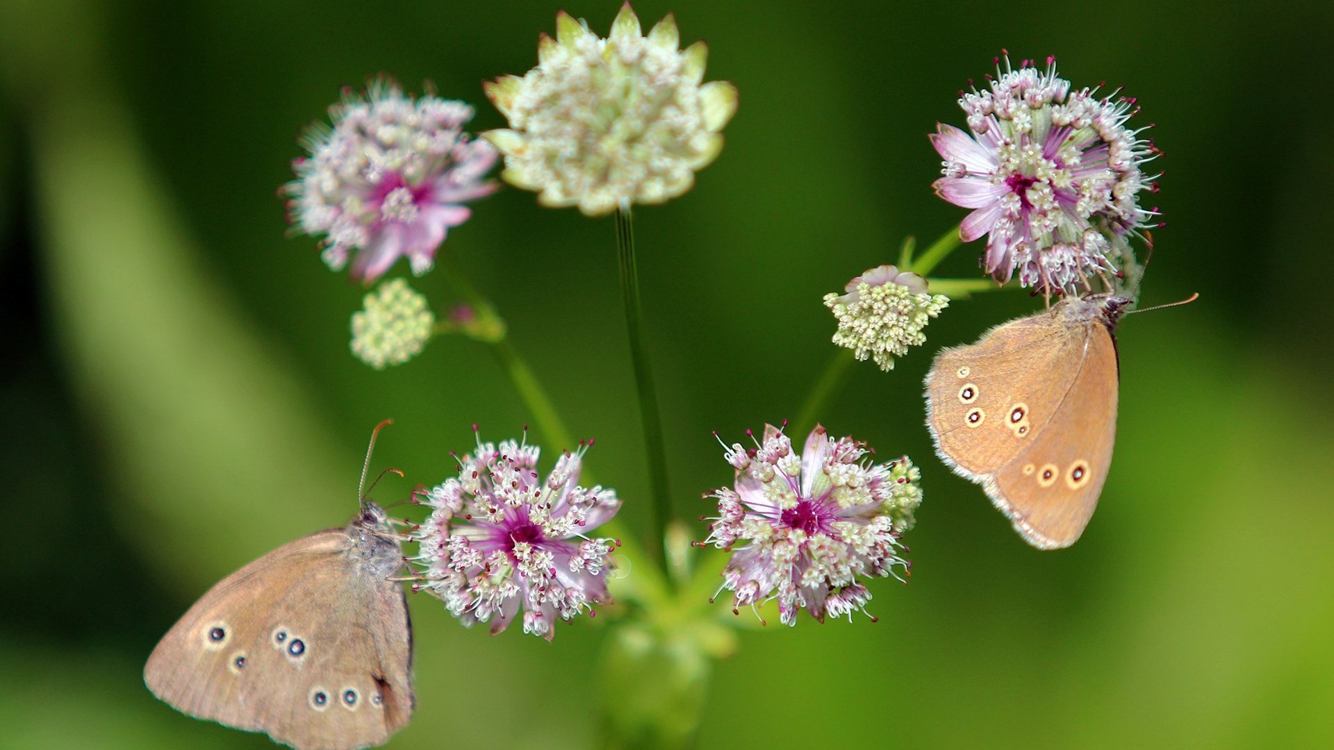 Обои цветы, крылья, насекомые, бабочки, flowers, wings, insects, butterfly разрешение 1920x1200 Загрузить