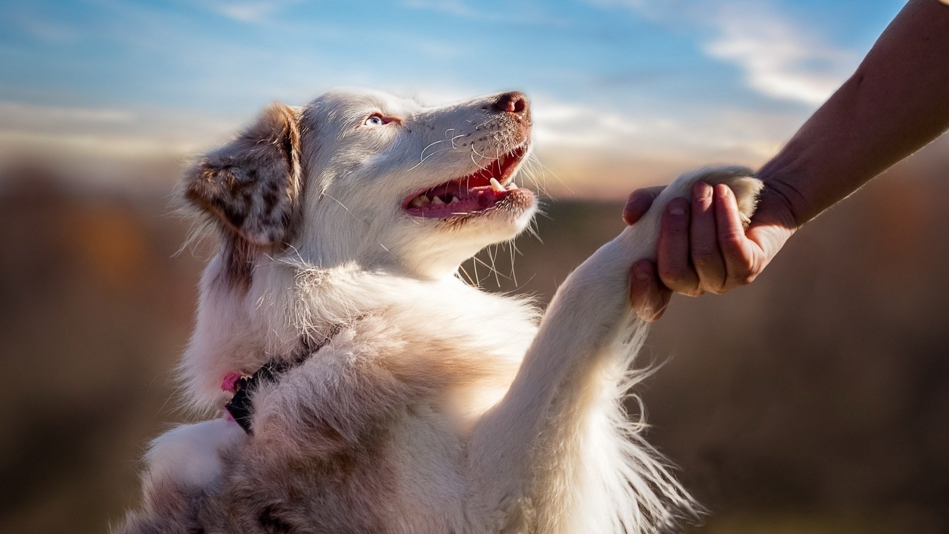 Обои рука, человек, собака, профиль, лапа, австралийская овчарка, hand, people, dog, profile, paw, australian shepherd разрешение 1920x1200 Загрузить