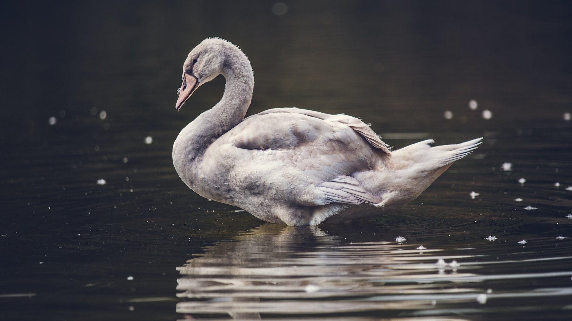 Обои вода, природа, крылья, птица, клюв, лебедь, water, nature, wings, bird, beak, swan разрешение 5518x3679 Загрузить