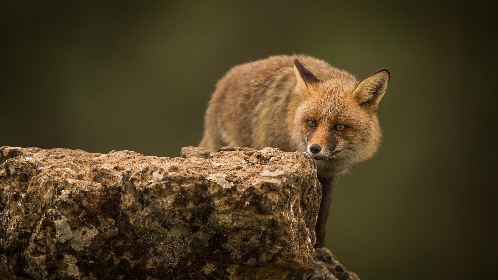 Обои фон, взгляд, рыжая, лиса, хищник, камень, лисица, background, look, red, fox, predator, stone разрешение 3600x2437 Загрузить