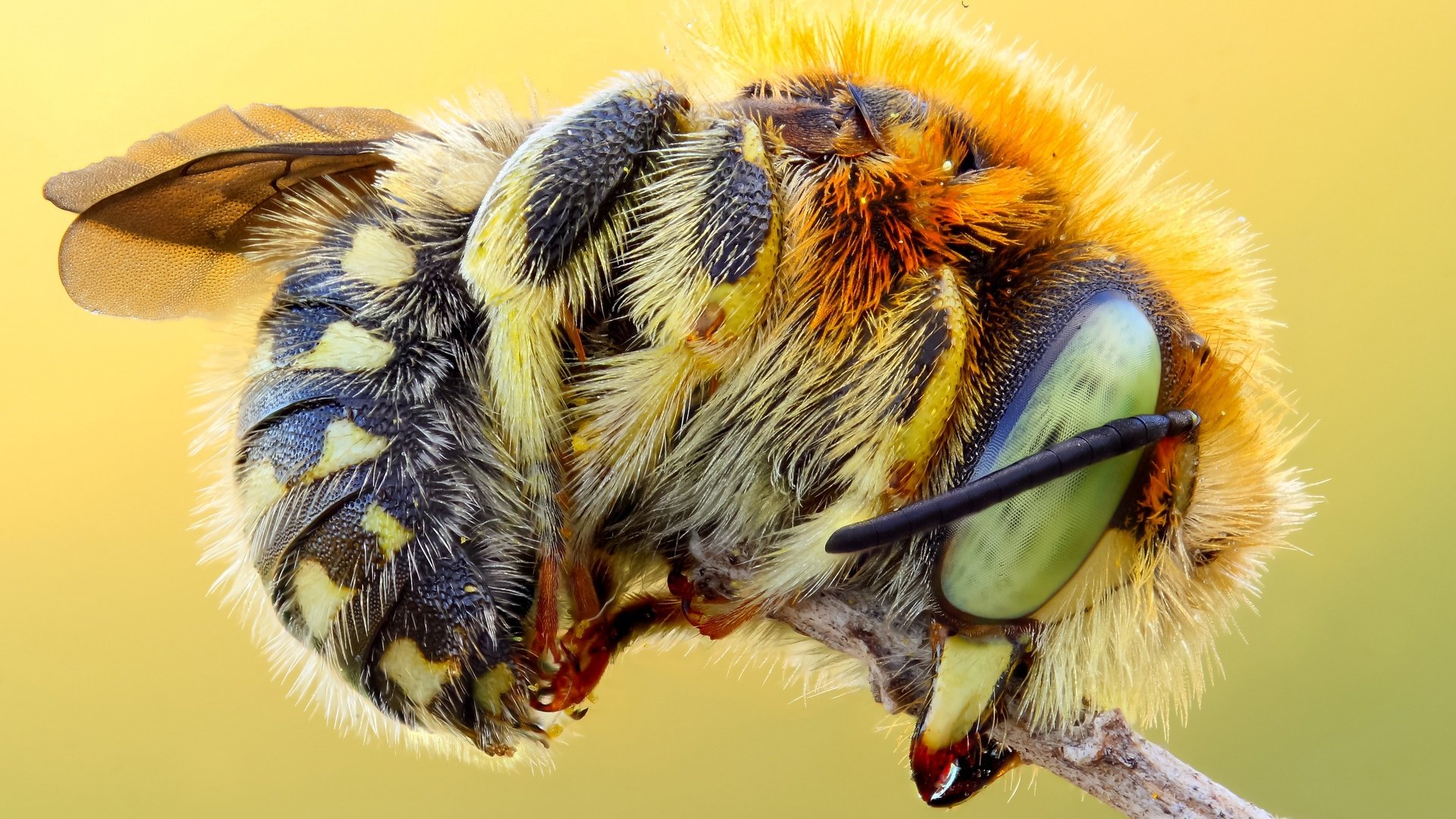 Обои макро, насекомое, фон, стебель, пчела, шмель, macro, insect, background, stem, bee, bumblebee разрешение 3268x1839 Загрузить