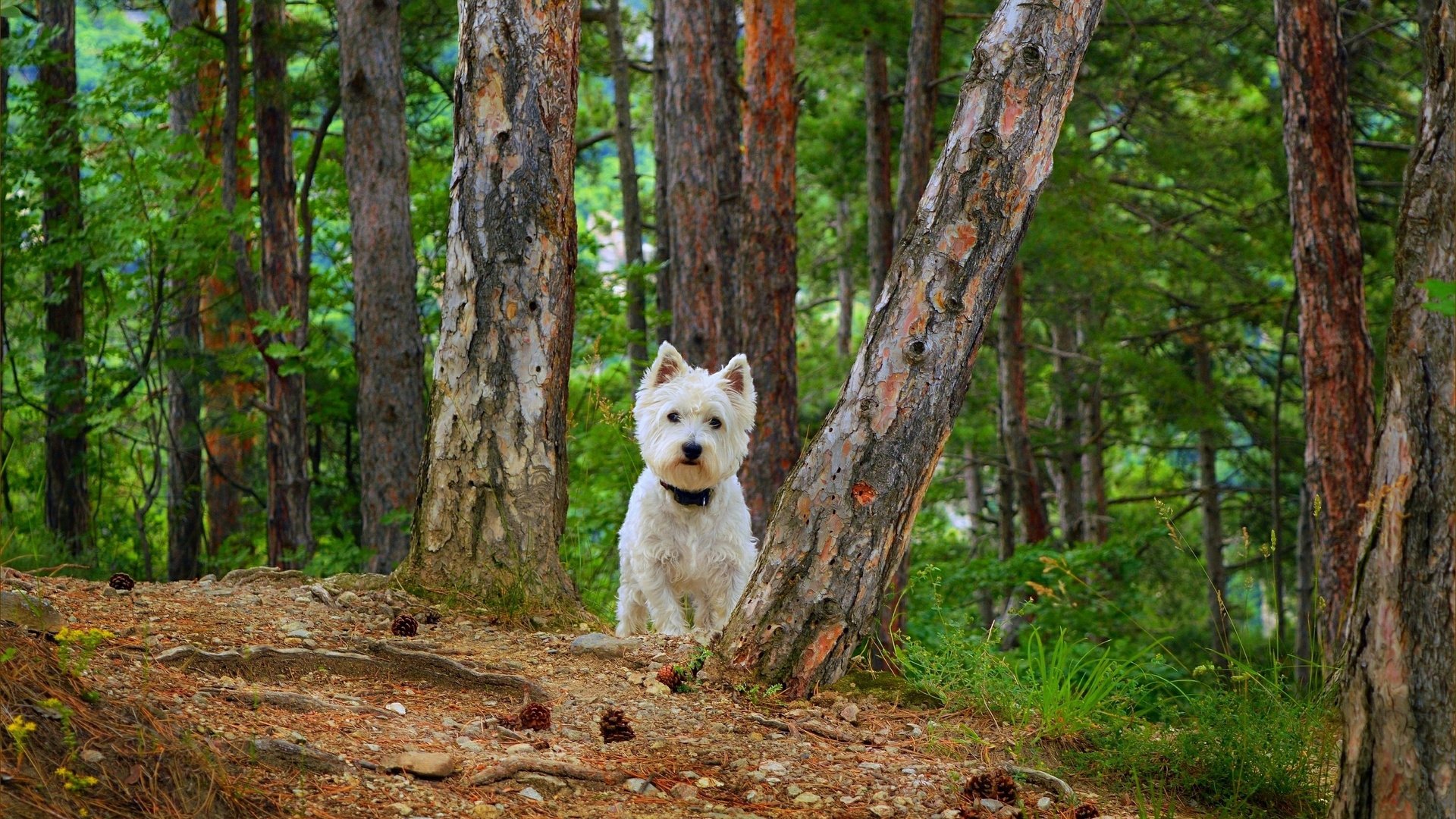 Обои собака, вест-хайленд-уайт-терьер, dog, the west highland white terrier разрешение 3002x1828 Загрузить