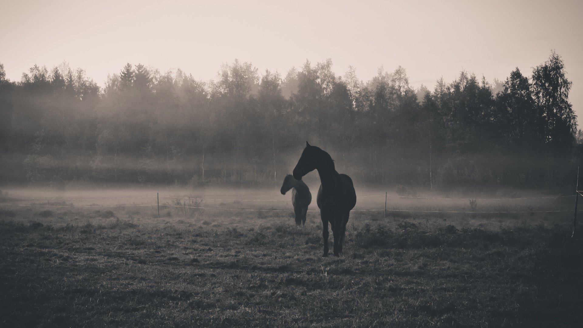 Обои утро, животные, туман, рассвет, чёрно-белое, силуэт, лошади, morning, animals, fog, dawn, black and white, silhouette, horse разрешение 4422x3101 Загрузить