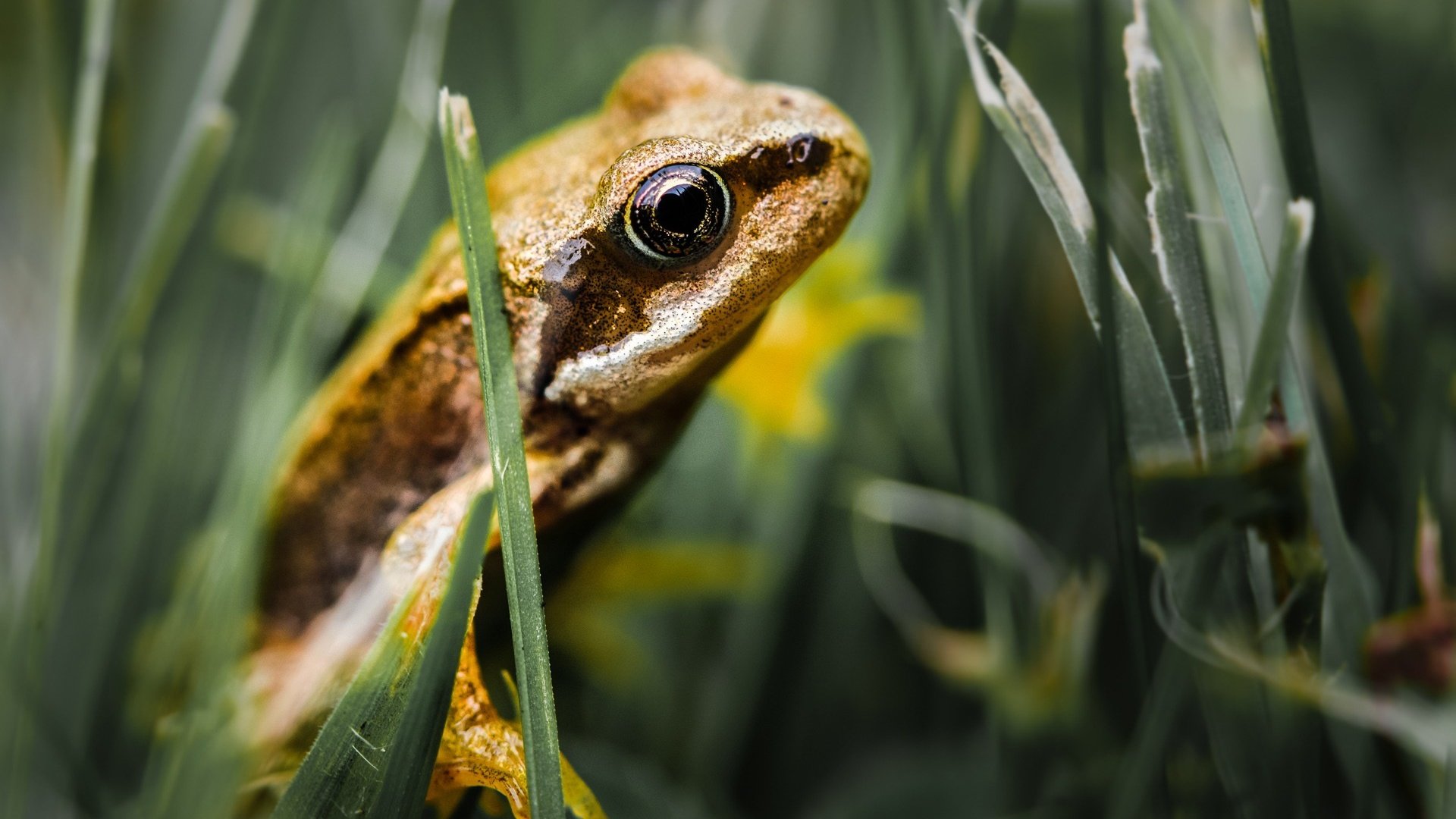 Обои трава, лягушка, лягуха, жаба, земноводные, grass, frog, toad, amphibians разрешение 1920x1200 Загрузить