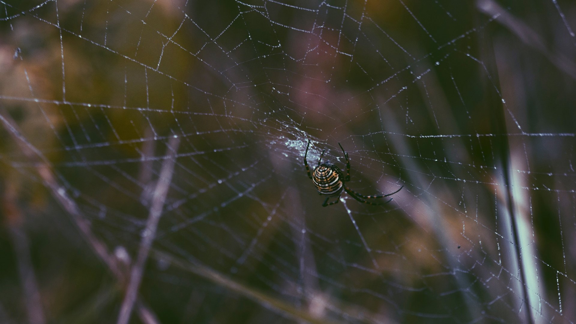 Обои роса, паук, паутина, крупным планом, членистоногие, rosa, spider, web, closeup, arthropods разрешение 5184x3456 Загрузить