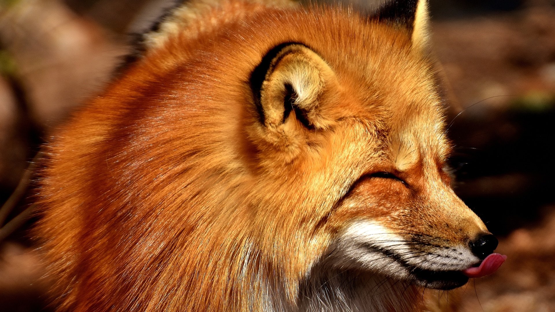 Обои морда, рыжая, лиса, хищник, лисица, язык, face, red, fox, predator, language разрешение 4000x2670 Загрузить
