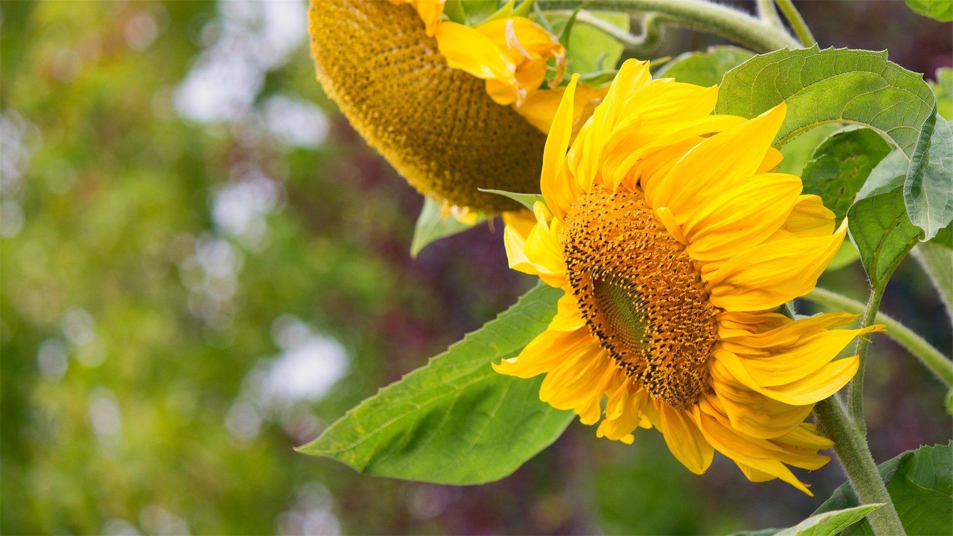 Обои листья, макро, лепестки, подсолнухи, боке, leaves, macro, petals, sunflowers, bokeh разрешение 2731x1536 Загрузить