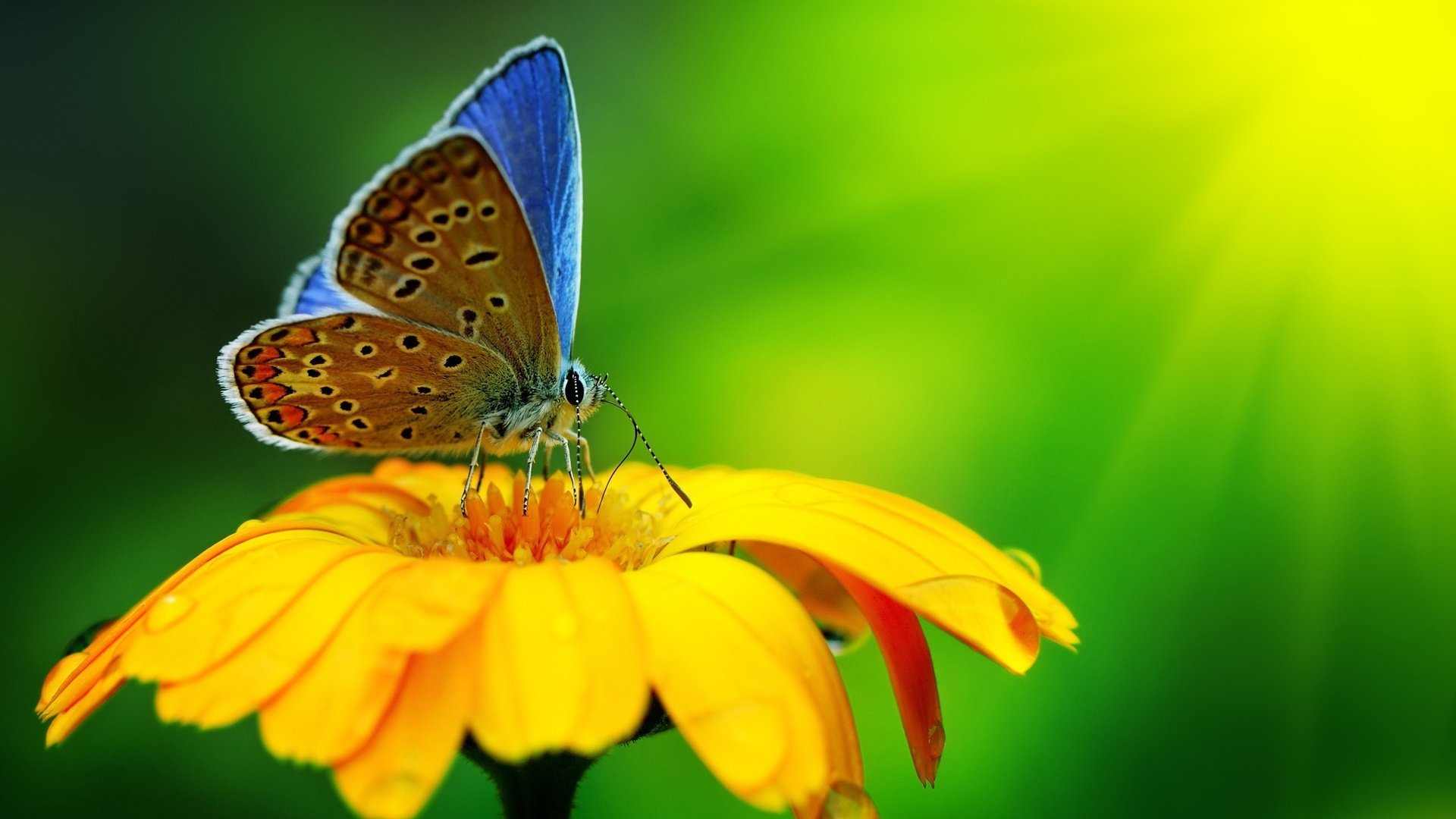 Обои свет, макро, цветок, лепестки, бабочка, крылья, насекомые, light, macro, flower, petals, butterfly, wings, insects разрешение 2560x1600 Загрузить