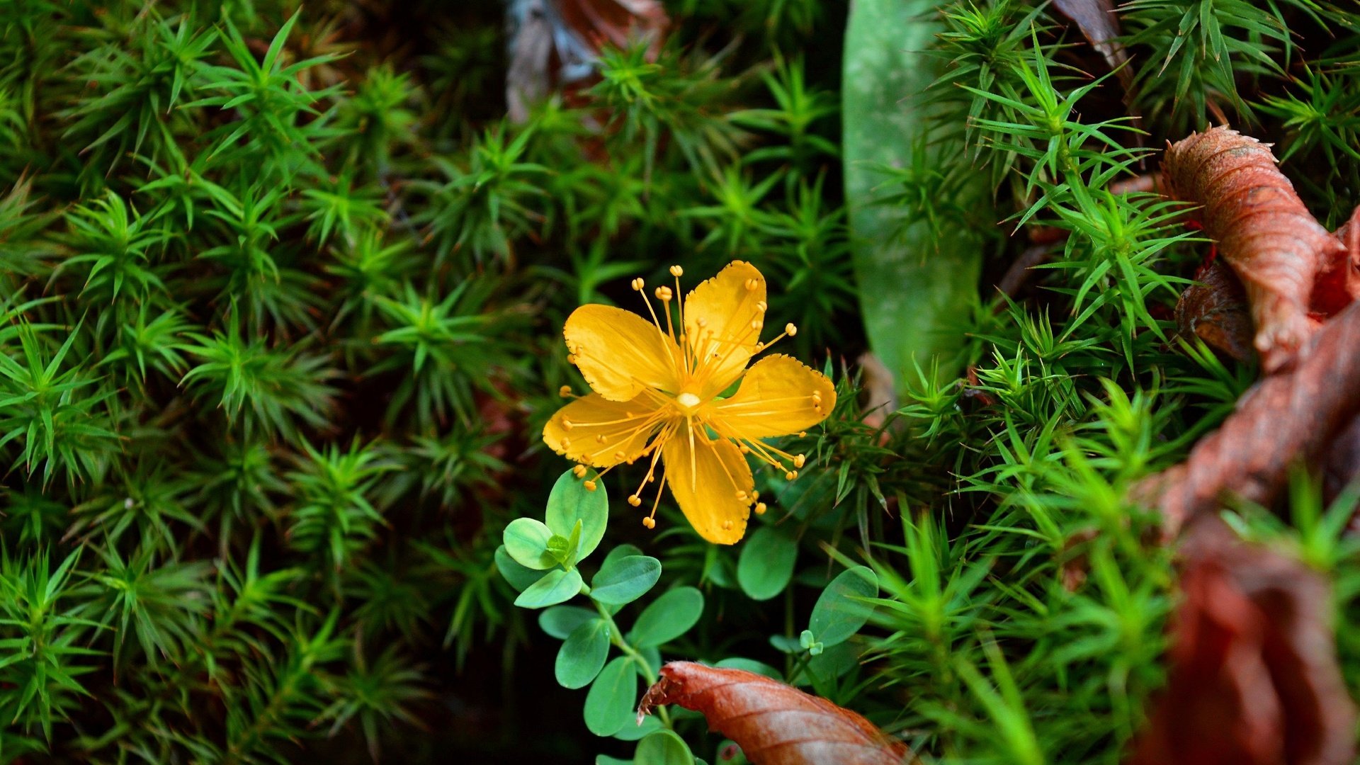 Обои желтый, растения, цветок, лепестки, зверобой, зверобой олимпийский, yellow, plants, flower, petals, st. john's wort, st. john's wort olympic разрешение 3000x1869 Загрузить