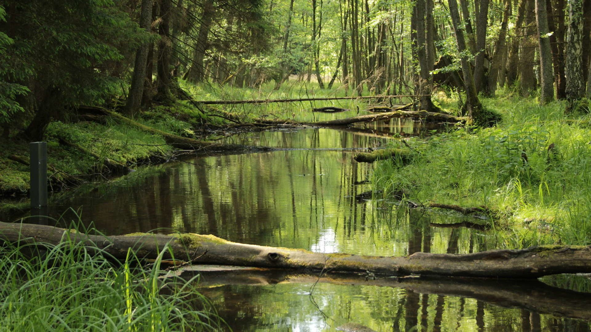 Обои трава, деревья, река, природа, лес, стволы, джунгли, ст, grass, trees, river, nature, forest, trunks, jungle, st разрешение 1920x1280 Загрузить