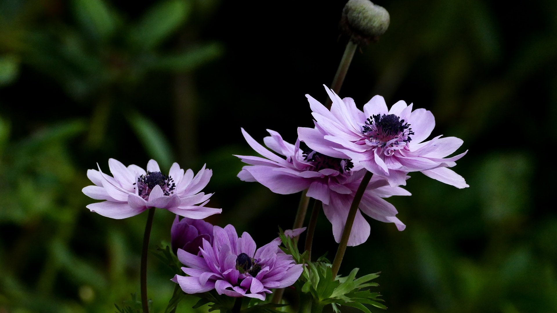 Обои цветы, листья, лето, ветреница, анемон, flowers, leaves, summer, anemone разрешение 4000x2817 Загрузить