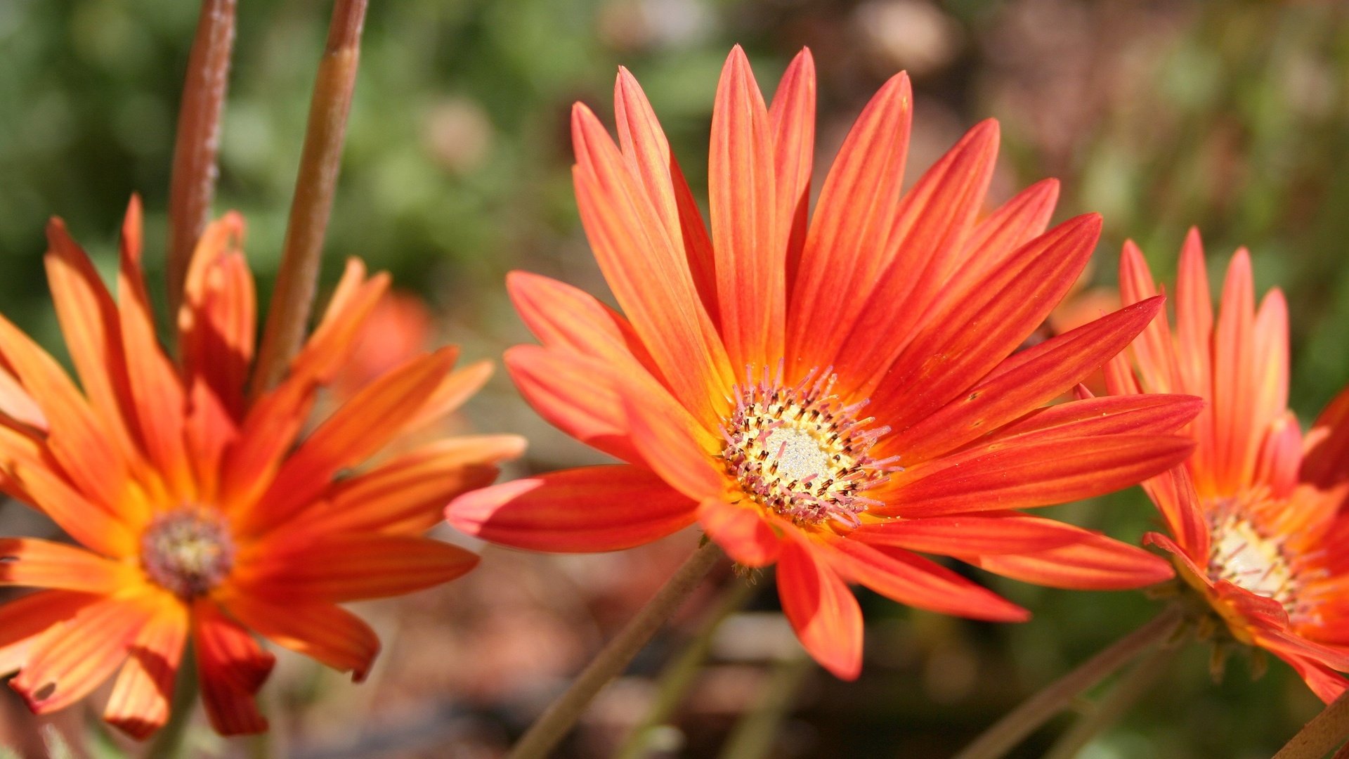 Обои цветы, природа, листья, лепестки, сад, оранжевые, гербера, flowers, nature, leaves, petals, garden, orange, gerbera разрешение 2772x1908 Загрузить