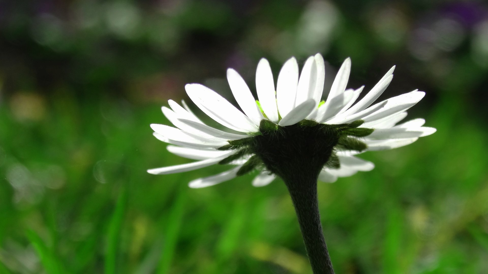 Обои макро, цветок, лепестки, ромашка, размытость, белая, macro, flower, petals, daisy, blur, white разрешение 4056x2768 Загрузить