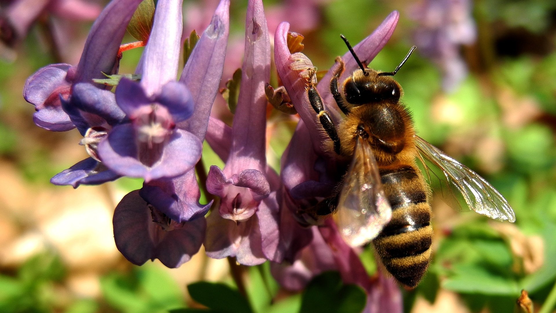 Обои природа, насекомое, цветок, растение, макросъемка, пчела, nature, insect, flower, plant, macro, bee разрешение 2581x1936 Загрузить