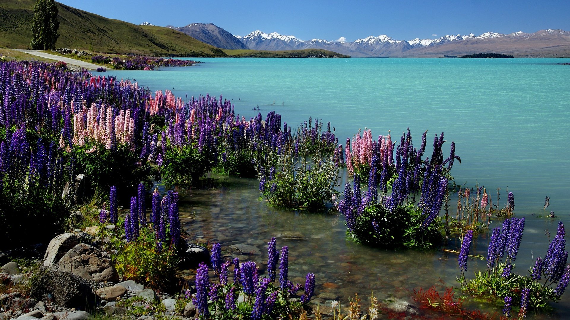 Купить цветы в озерах. Текапо новая Зеландия. Lake Tekapo, новая Зеландия. Озеро Текапо в новой Зеландии фото. Новая Зеландия люпины.
