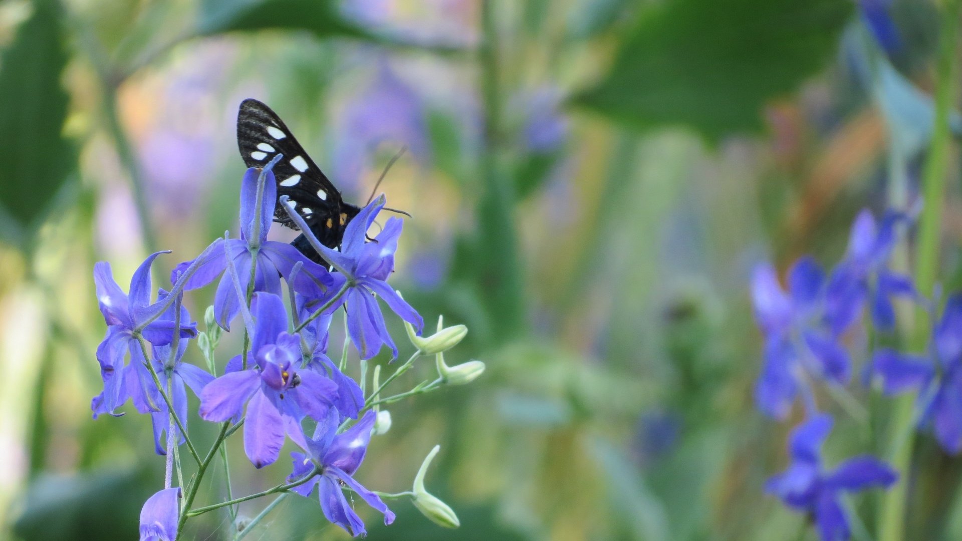 Обои насекомое, цветок, лето, бабочка, insect, flower, summer, butterfly разрешение 4000x3000 Загрузить