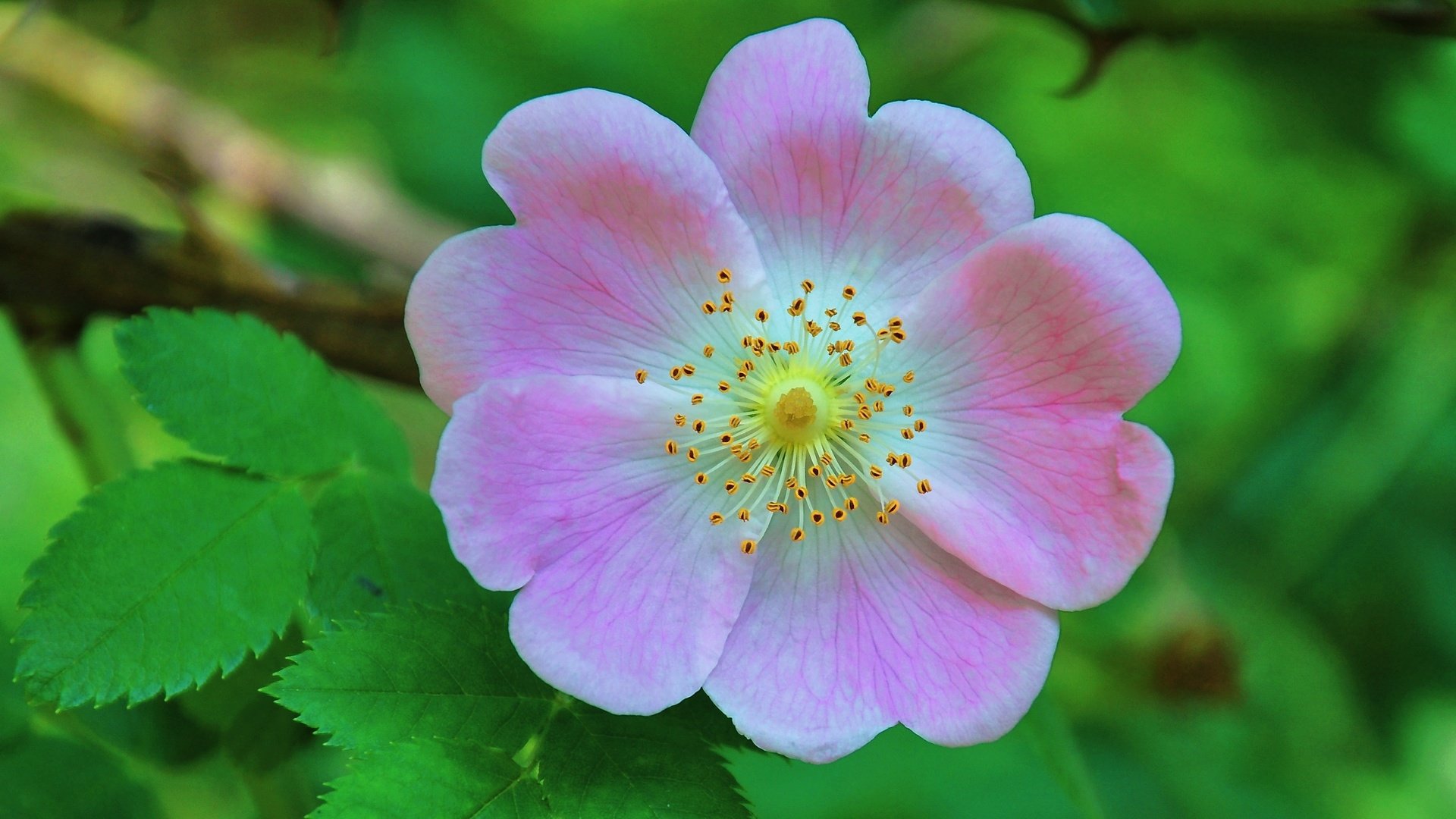 Обои листья, цветок, лепестки, шиповник, макросъемка, дикая роза, leaves, flower, petals, briar, macro, wild rose разрешение 3328x1872 Загрузить