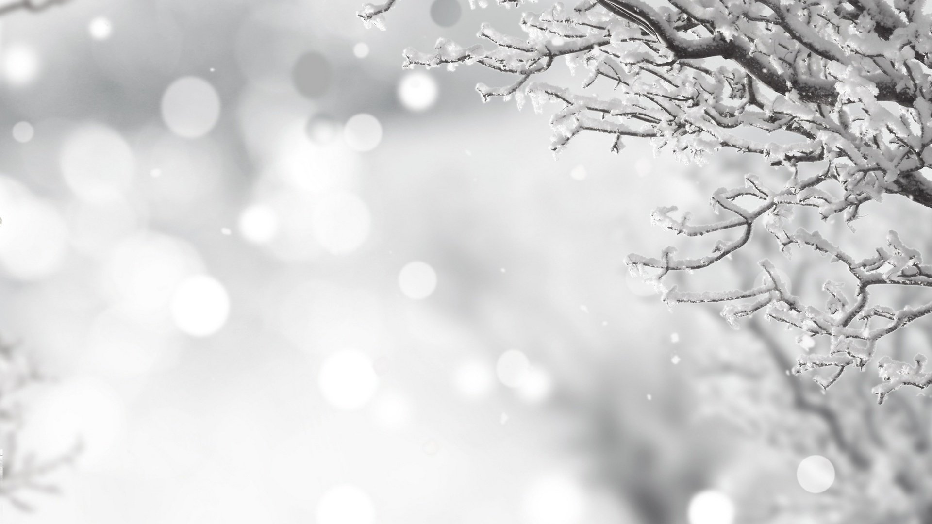 Обои снег, зима, ветки, иней, чёрно-белое, snow, winter, branches, frost, black and white разрешение 4350x3518 Загрузить