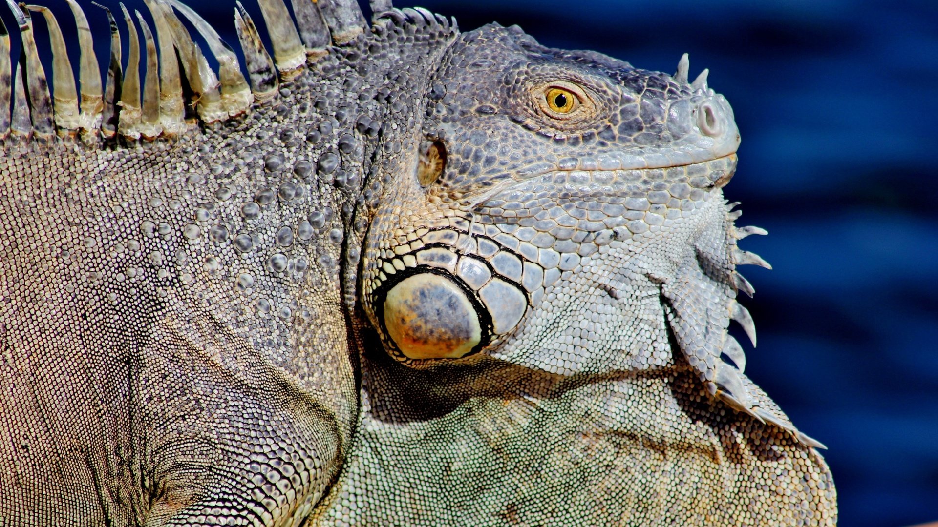 Обои ящерица, профиль, животное, рептилия, игуана, крупным планом, lizard, profile, animal, reptile, iguana, closeup разрешение 3456x2304 Загрузить