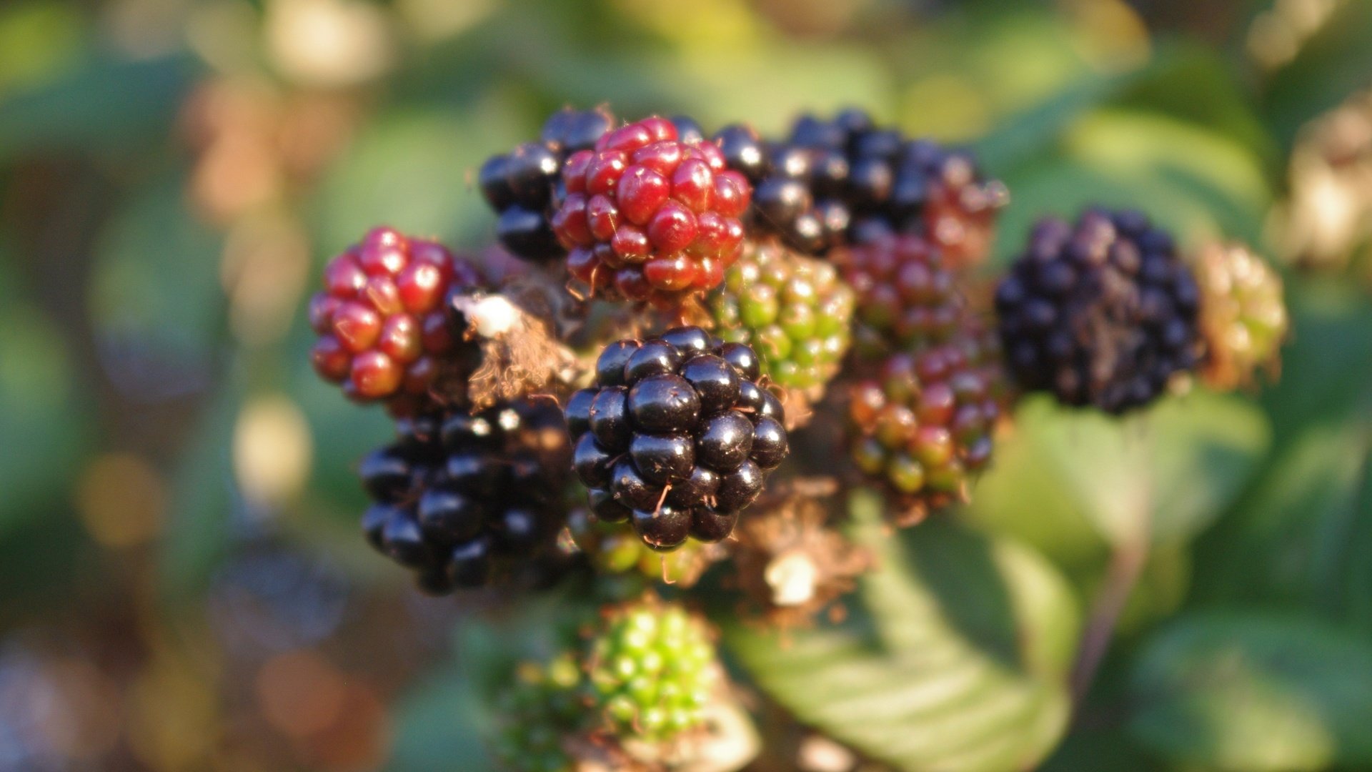 Обои макро, ягоды, кустарник, ежевика, macro, berries, shrub, blackberry разрешение 4288x2848 Загрузить