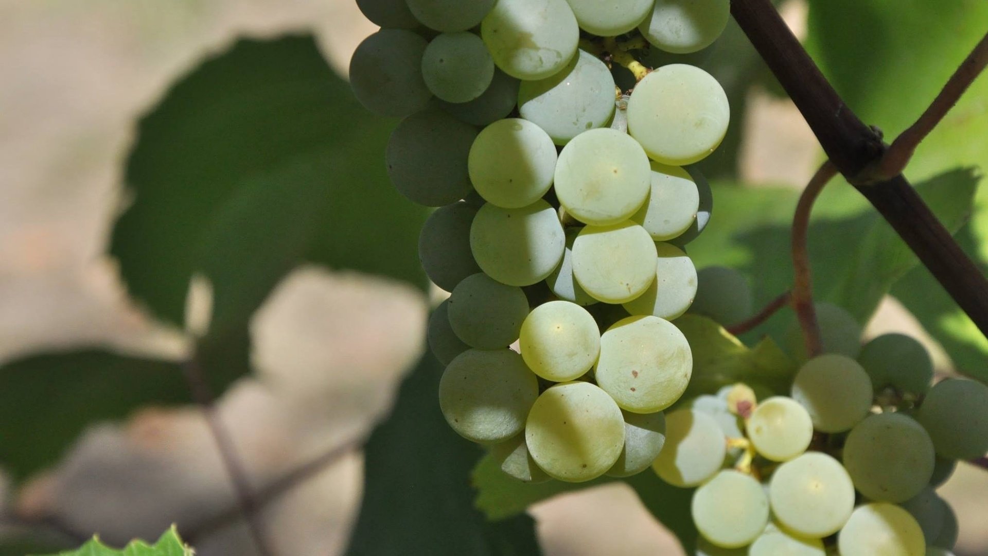 Обои листья, зелёный, виноград, фрукты, растение, урожай, leaves, green, grapes, fruit, plant, harvest разрешение 2048x1360 Загрузить