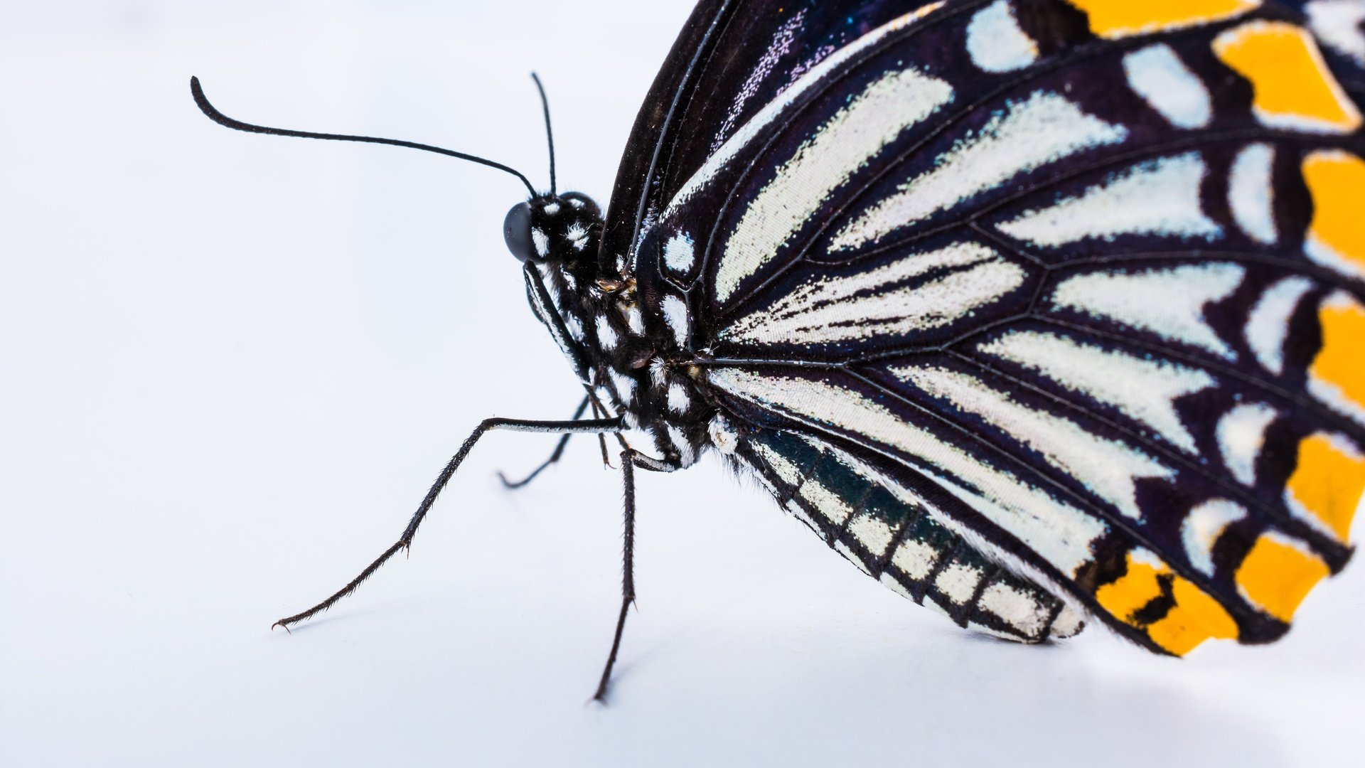 Обои бабочка, крылья, насекомые, белый фон, монарх, butterfly, wings, insects, white background, monarch разрешение 6000x4000 Загрузить