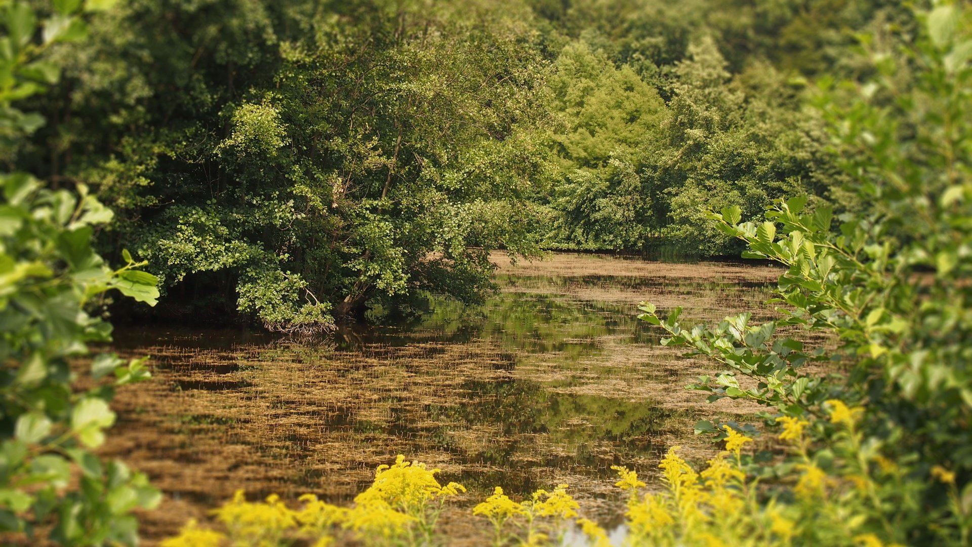 Обои цветы, деревья, лес, листья, кустарники, flowers, trees, forest, leaves, shrubs разрешение 4032x2688 Загрузить