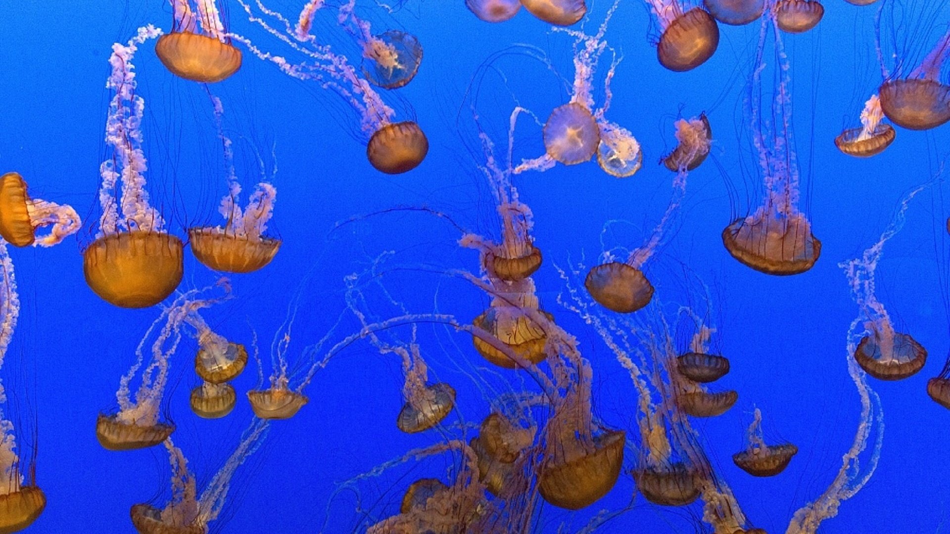 Обои море, медузы, подводный мир, sea, jellyfish, underwater world разрешение 1920x1280 Загрузить
