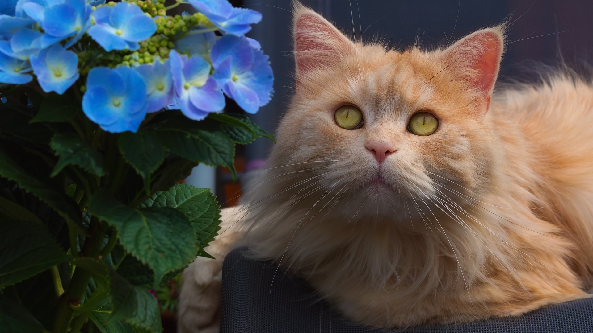 Обои цветы, кот, мордочка, взгляд, рыжий кот, гортензия, flowers, cat, muzzle, look, red cat, hydrangea разрешение 5351x3568 Загрузить