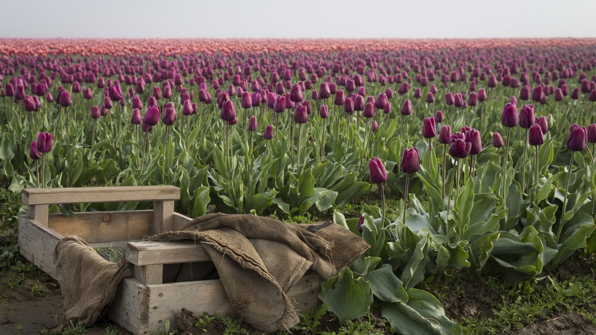 Обои цветы, бутоны, поле, весна, тюльпаны, ящик, плантация, flowers, buds, field, spring, tulips, box, plantation разрешение 2048x1318 Загрузить