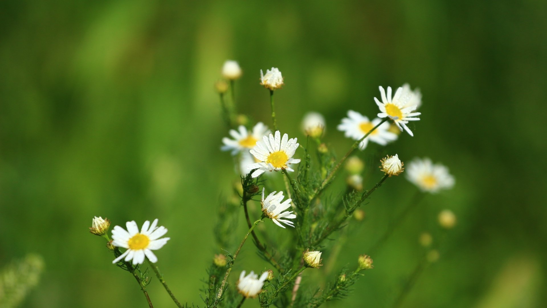 Обои цветы, зелень, фон, лето, ромашки, flowers, greens, background, summer, chamomile разрешение 1920x1280 Загрузить