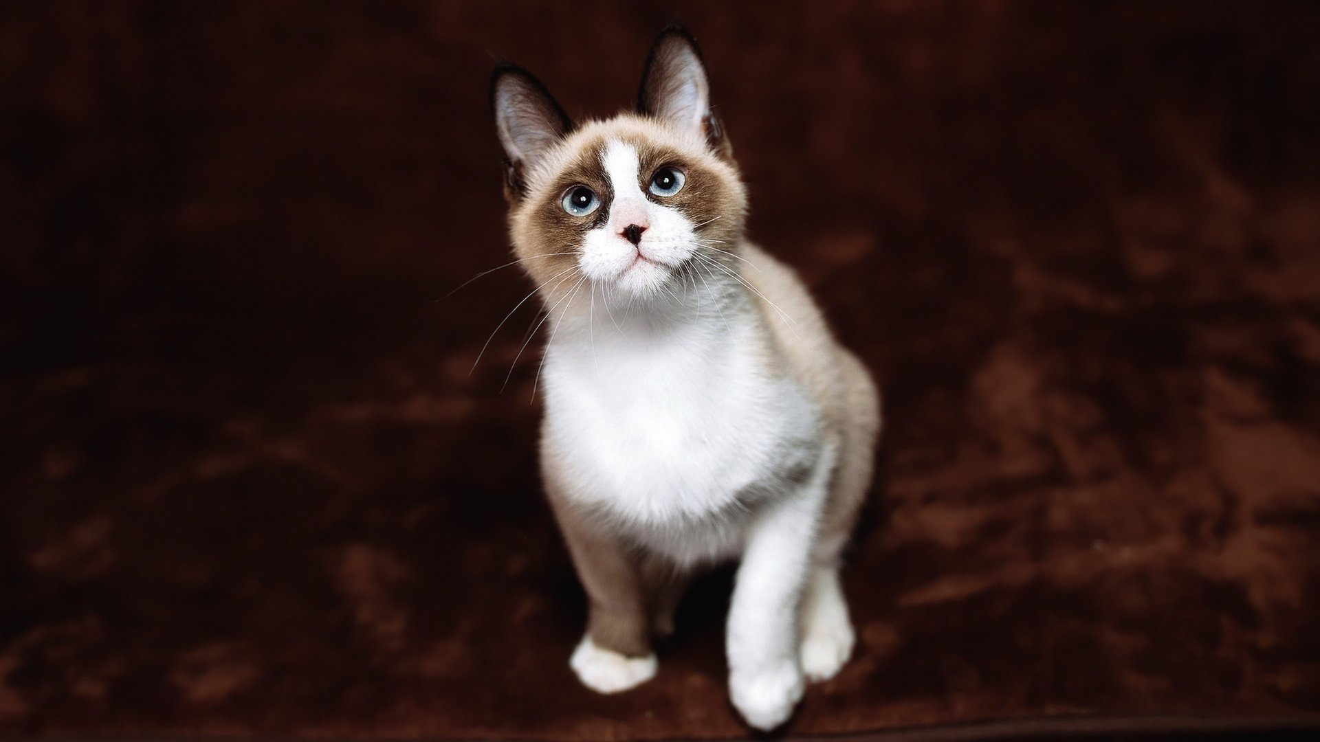 Обои фон, кот, кошка, взгляд, котенок, сидит, мордашка, голубые глаза, рэгдолл, ragdoll, background, cat, look, kitty, sitting, face, blue eyes разрешение 2048x1152 Загрузить