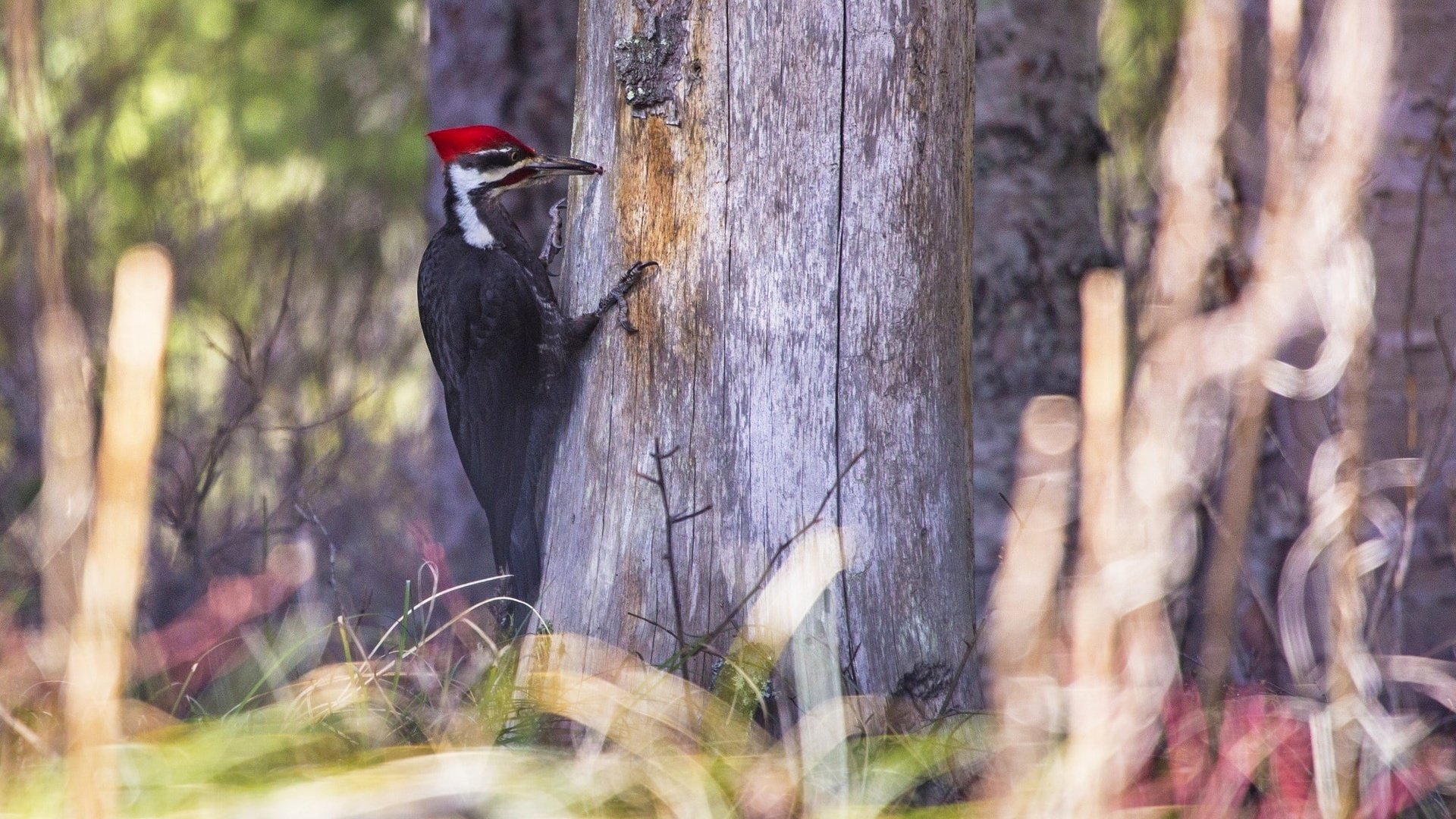 Обои природа, дерево, лес, птица, клюв, дятел, nature, tree, forest, bird, beak, woodpecker разрешение 2000x1204 Загрузить