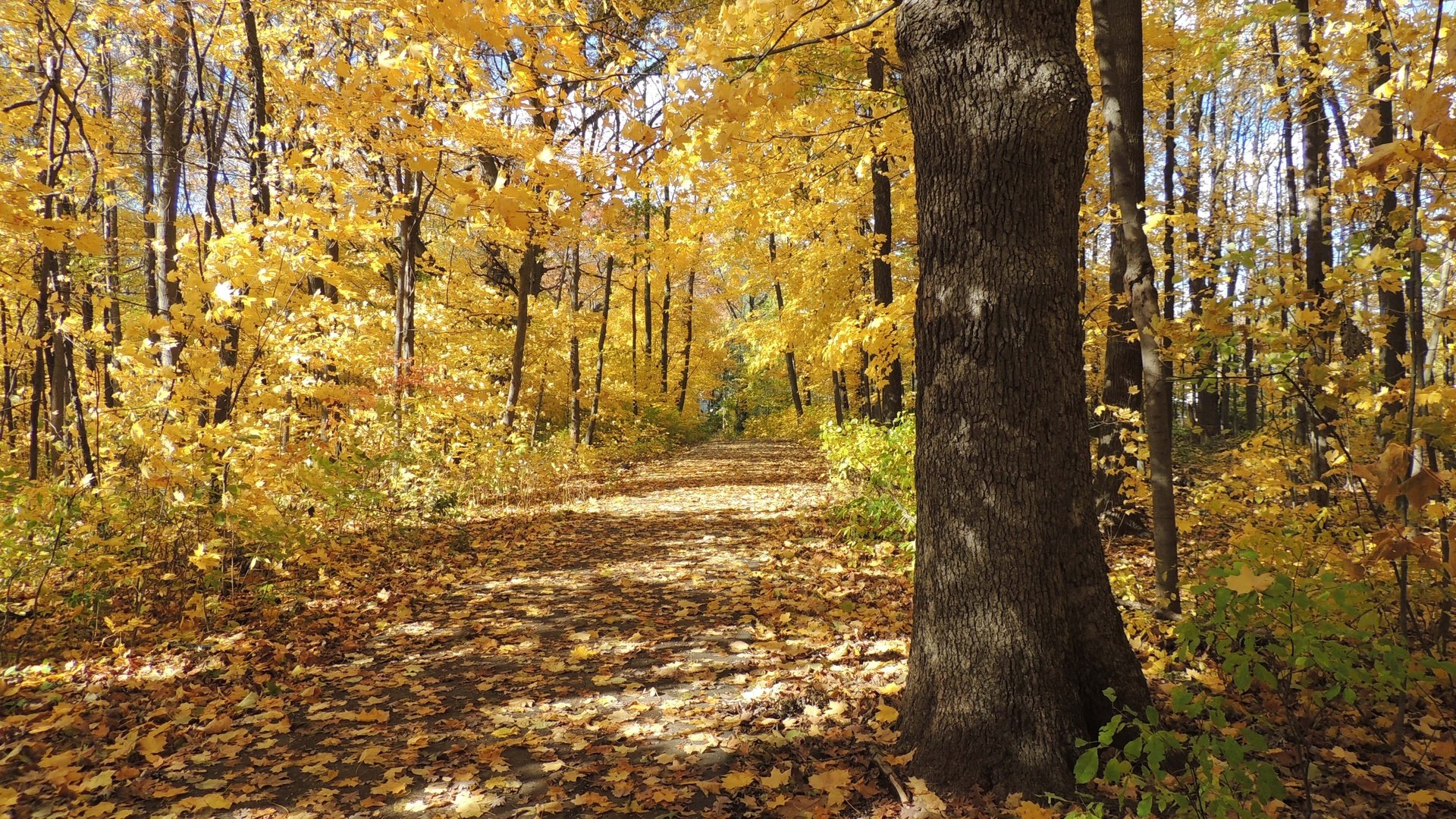 Обои деревья, природа, листья, пейзаж, осень, тропинка, trees, nature, leaves, landscape, autumn, path разрешение 4608x3456 Загрузить