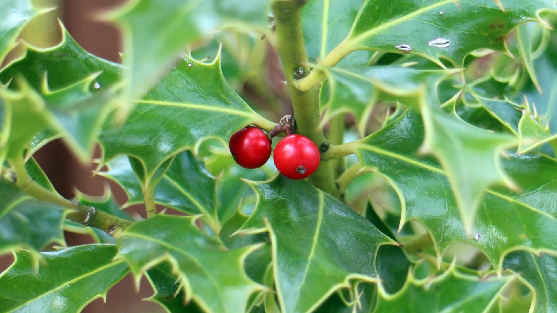 Обои листья, ягоды, растение, кустарник, колючий, падуб, leaves, berries, plant, shrub, barbed, holly разрешение 5184x3204 Загрузить