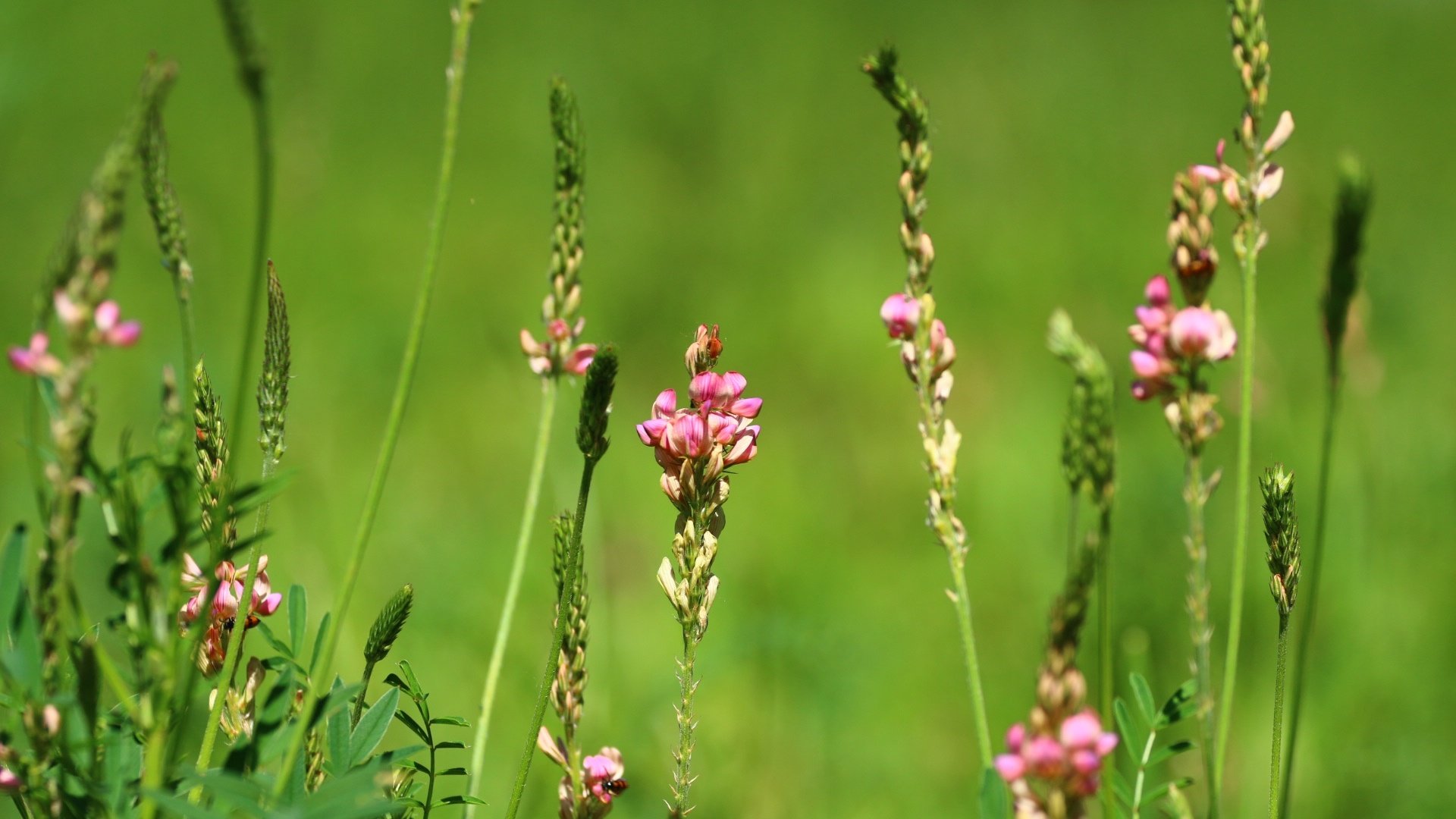 Обои цветы, лето, травка, стебли, эспарцет, заячий горох, flowers, summer, weed, stems разрешение 1920x1280 Загрузить