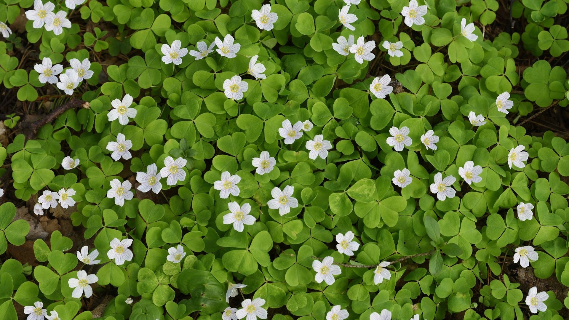 Обои листья, ковер, цветки, кислица, заячья капуста, leaves, carpet, flowers, oxalis, hare cabbage разрешение 2048x1276 Загрузить