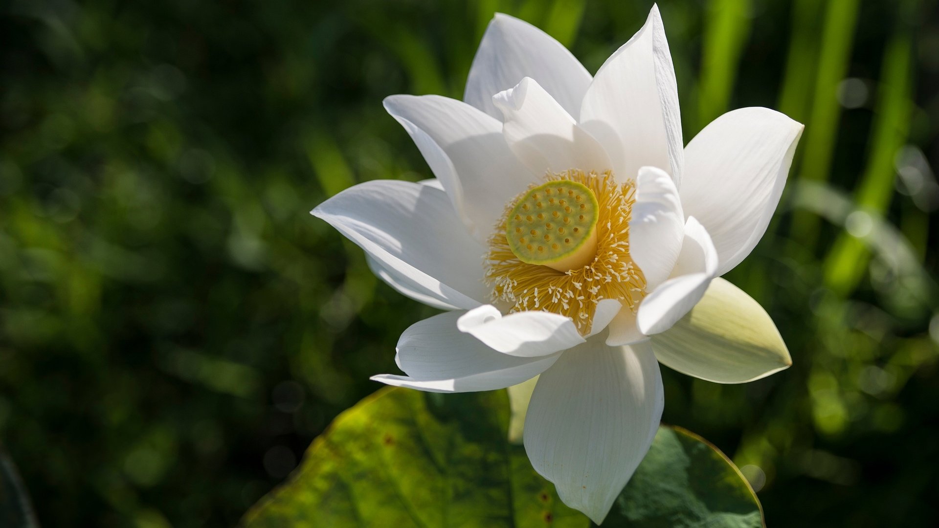 Обои листья, макро, фон, цветок, лепестки, белый, лотос, leaves, macro, background, flower, petals, white, lotus разрешение 2048x1152 Загрузить