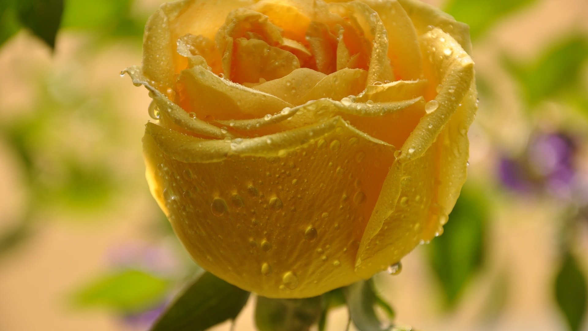 Обои желтый, макро, цветок, капли, роза, бутон, yellow, macro, flower, drops, rose, bud разрешение 2048x1360 Загрузить