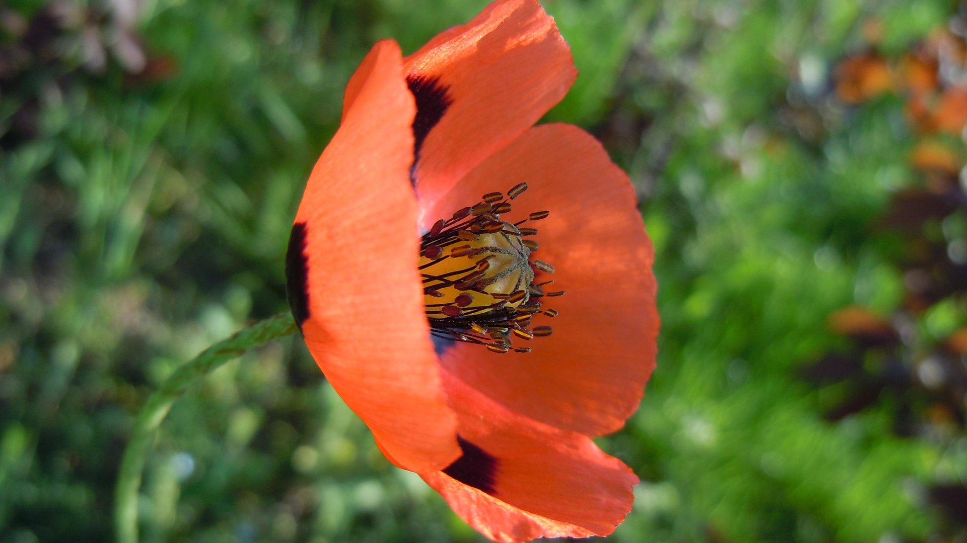 Обои макро, цветок, лепестки, красный, размытость, мак, стебель, macro, flower, petals, red, blur, mac, stem разрешение 4320x3240 Загрузить