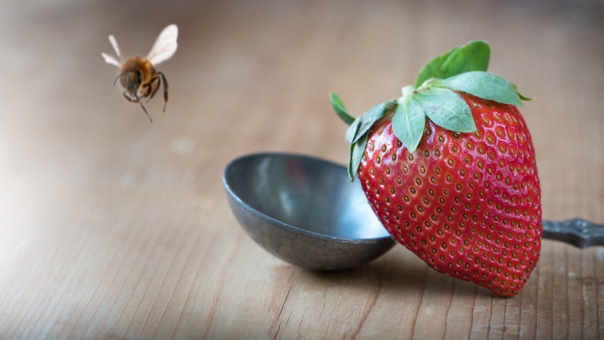 Обои макро, насекомое, фон, клубника, стол, ягоды, пчела, половник, macro, insect, background, strawberry, table, berries, bee, ladle разрешение 2000x1125 Загрузить