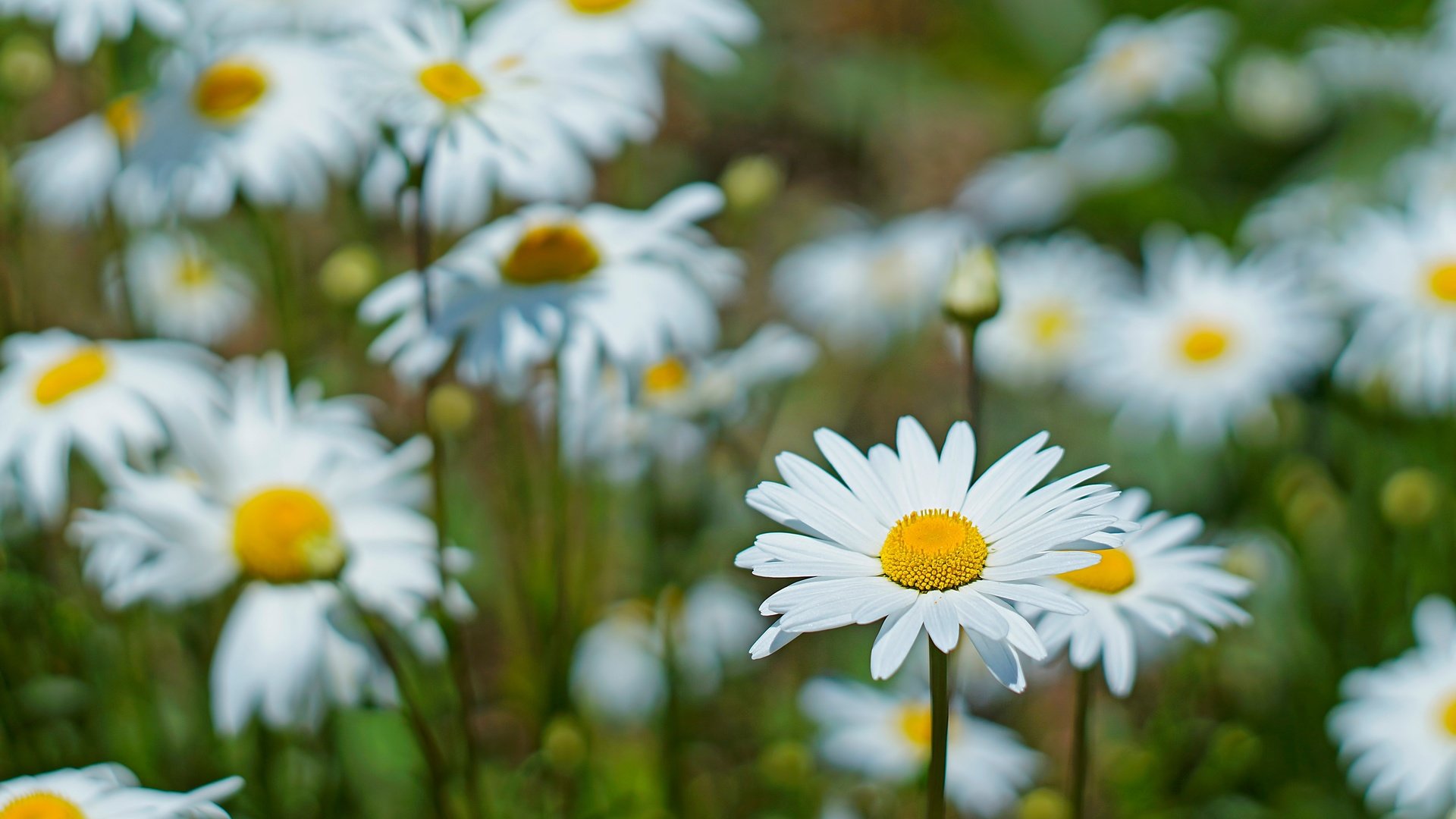 Обои цветы, макро, лепестки, ромашки, белые, стебли, боке, flowers, macro, petals, chamomile, white, stems, bokeh разрешение 5456x3632 Загрузить