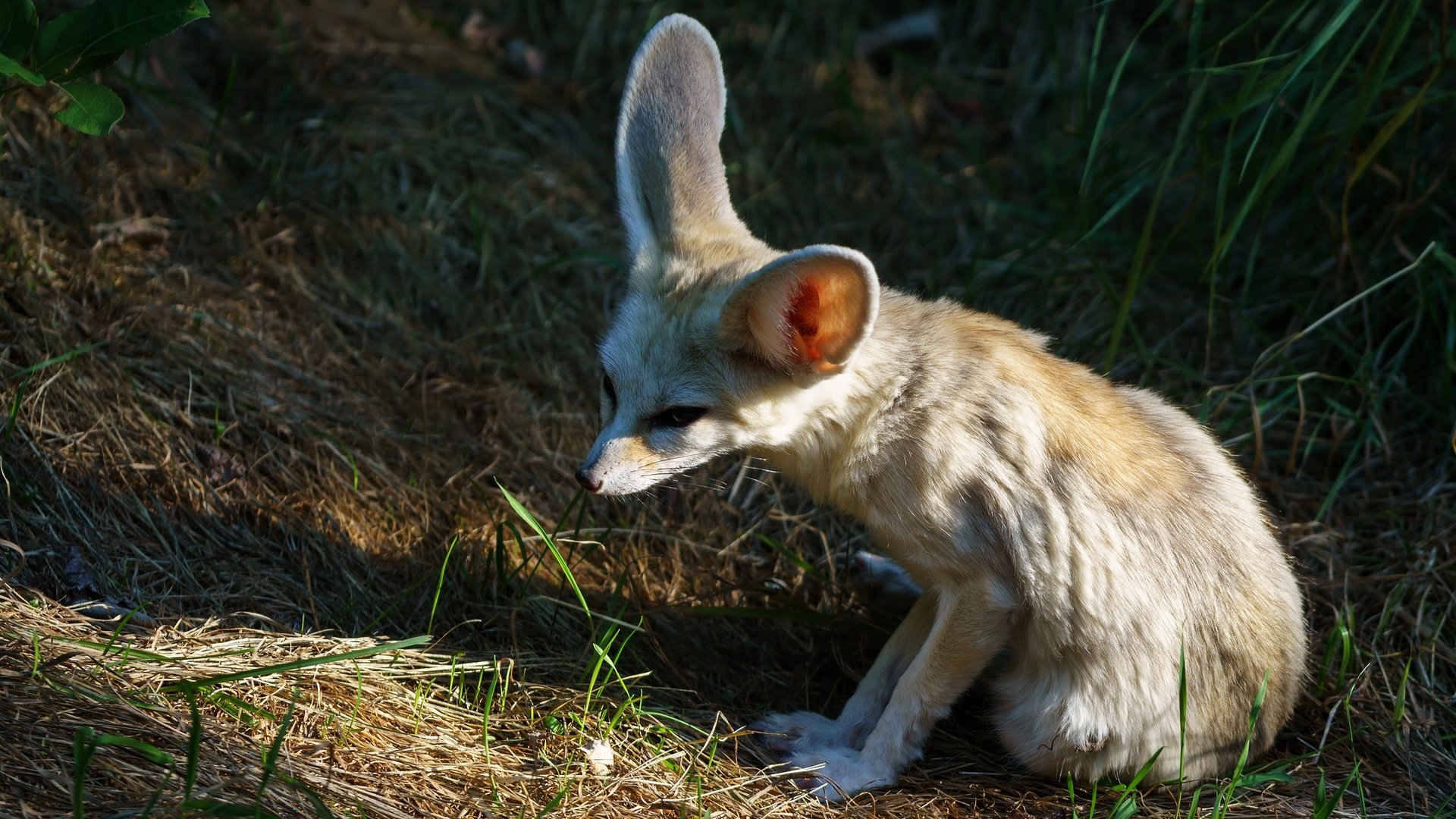 Обои морда, трава, природа, лиса, фенек, лисица, уши, face, grass, nature, fox, fenech, ears разрешение 2048x1152 Загрузить