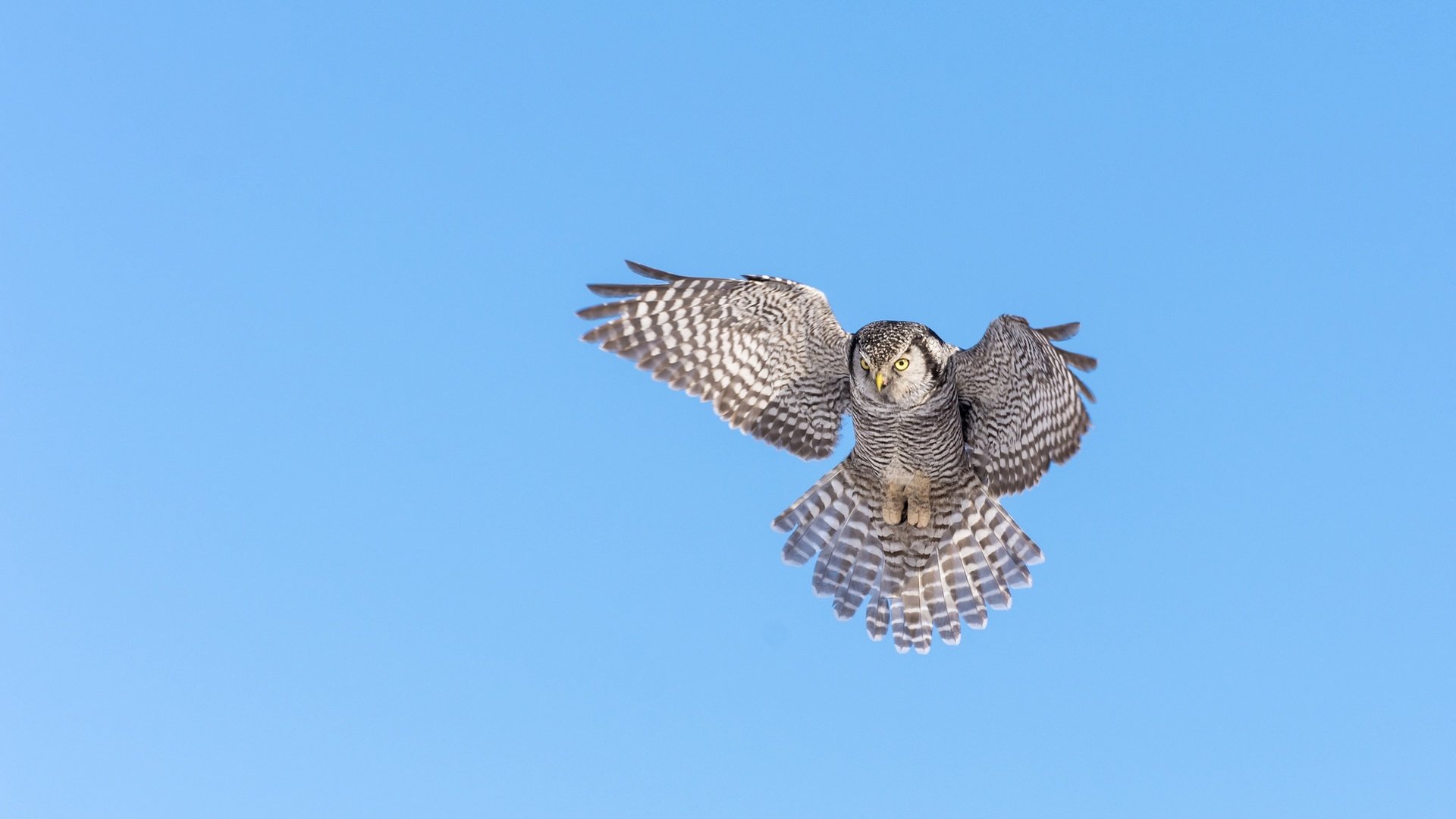 Обои небо, сова, крылья, птица, клюв, перья, ястребиная сова, the sky, owl, wings, bird, beak, feathers, hawk owl разрешение 2048x1332 Загрузить