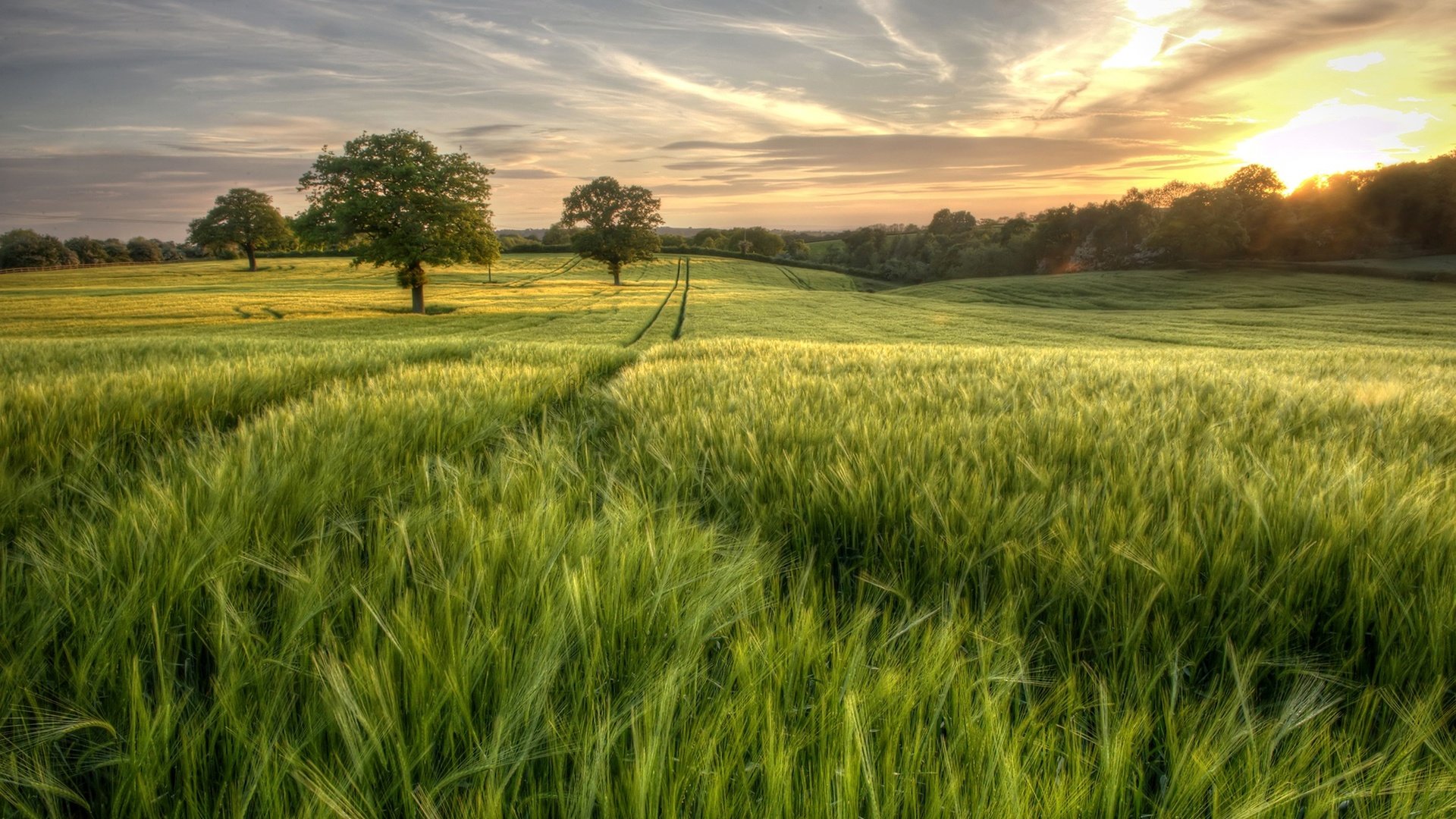 Обои небо, трава, деревья, солнце, зелень, лес, поле, лето, the sky, grass, trees, the sun, greens, forest, field, summer разрешение 2048x1363 Загрузить