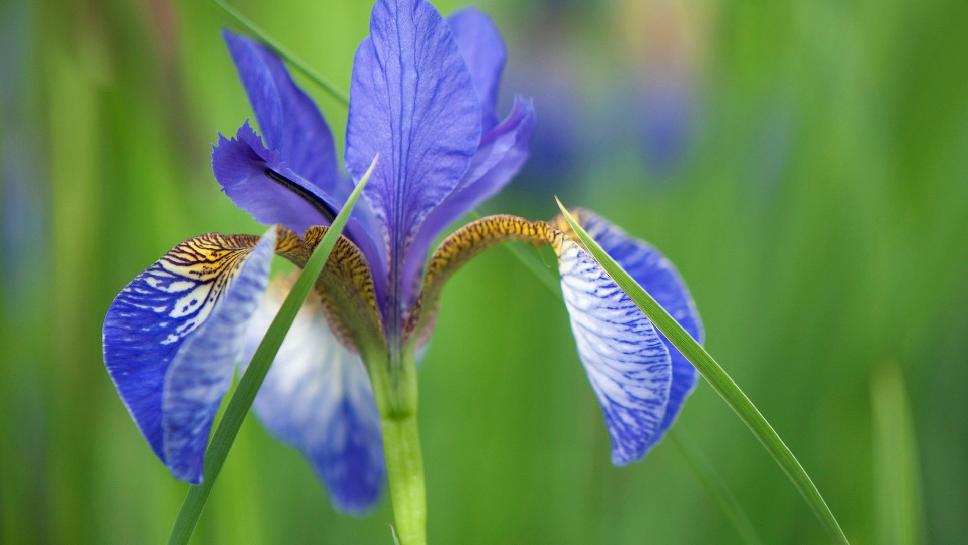 Обои природа, макро, цветок, лепестки, размытость, ирис, nature, macro, flower, petals, blur, iris разрешение 2048x1360 Загрузить