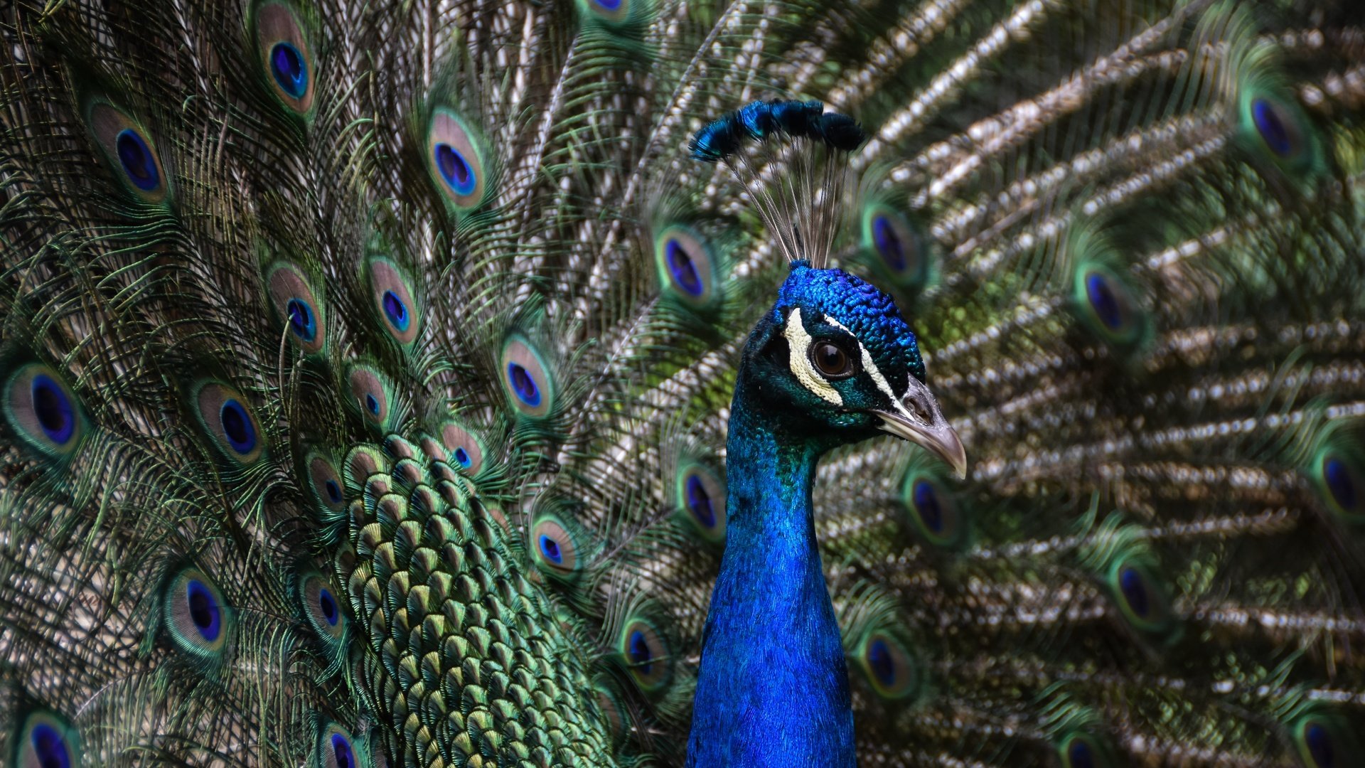Обои птица, клюв, павлин, перья, хвост, шея, оперение, bird, beak, peacock, feathers, tail, neck разрешение 6000x4000 Загрузить