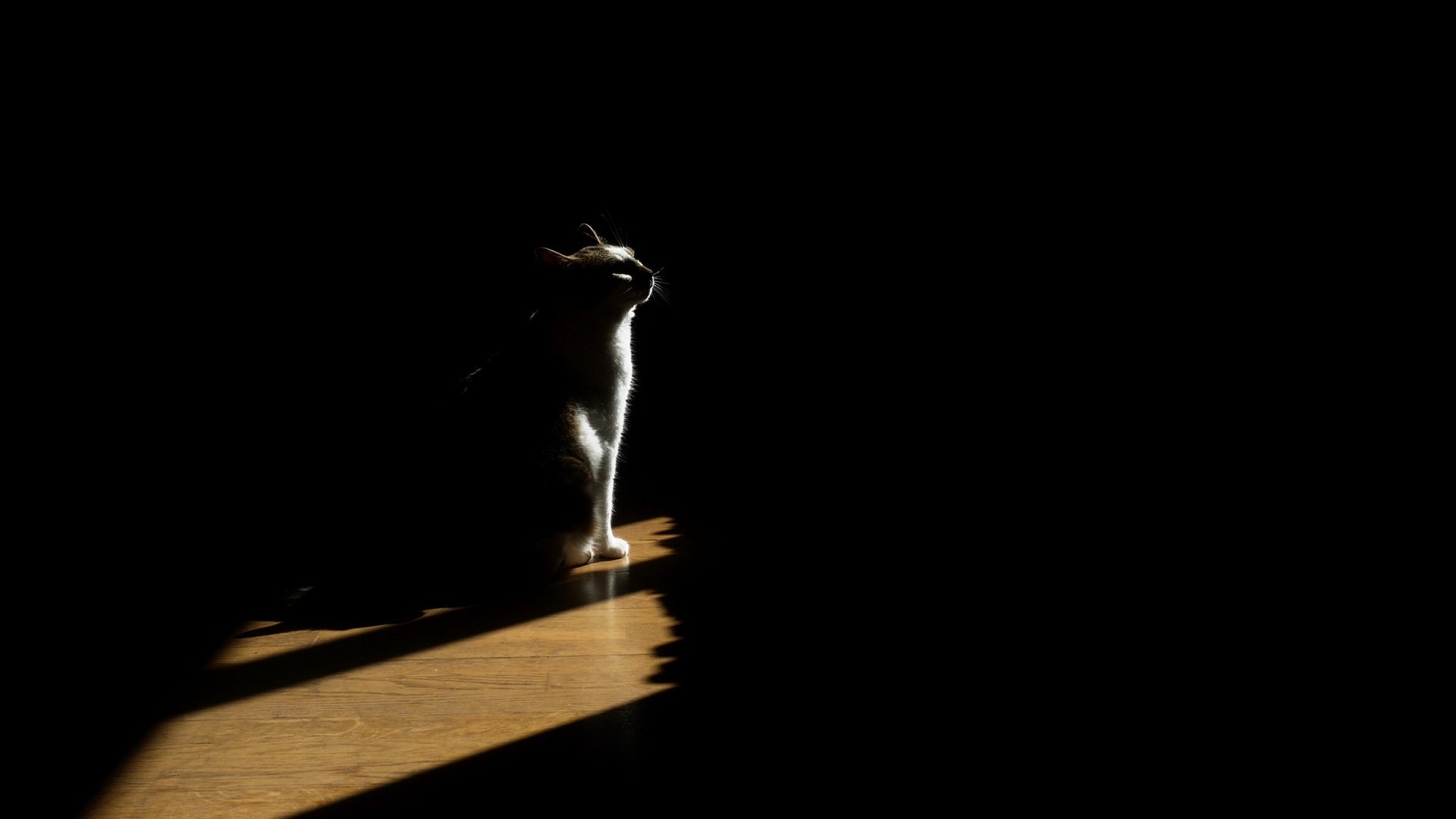 Обои свет, кот, кошка, тень, дом, light, cat, shadow, house разрешение 2048x1390 Загрузить