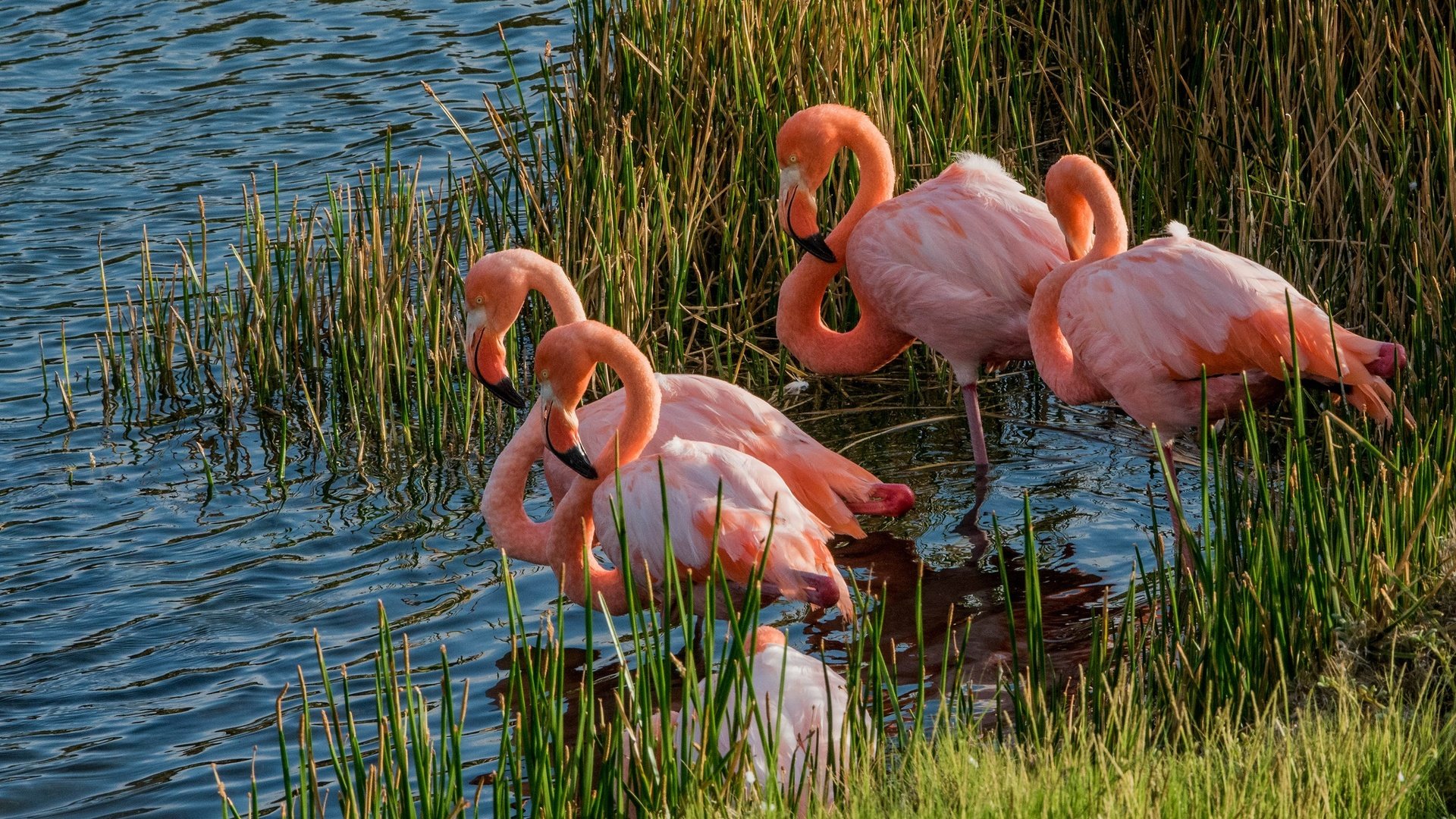 Обои трава, озеро, фламинго, водоем, птицы, заросли, розовый фламинго, grass, lake, flamingo, pond, birds, thickets, pink flamingos разрешение 2048x1152 Загрузить